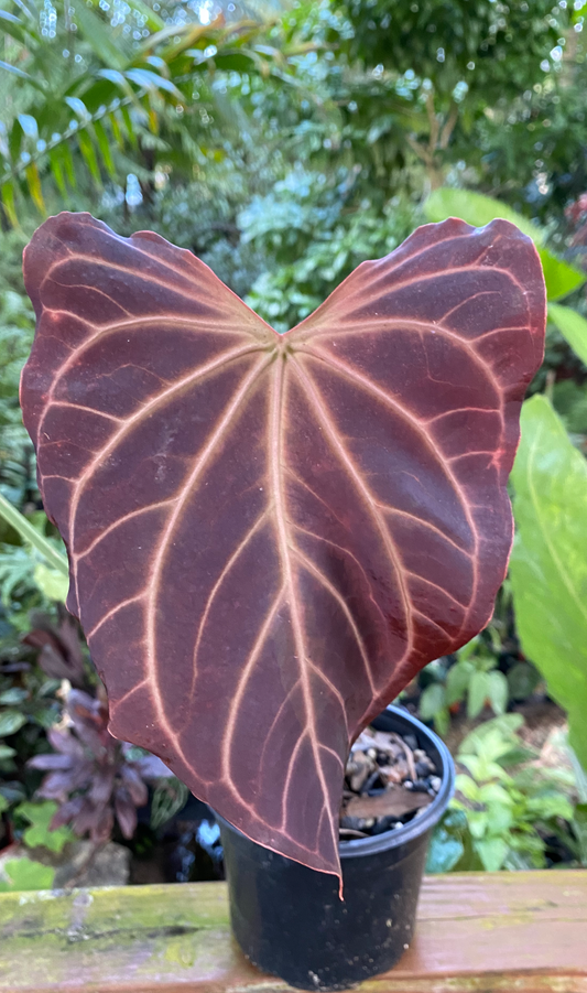 Anthurium SKG Red x (pap x trilobe Panama)