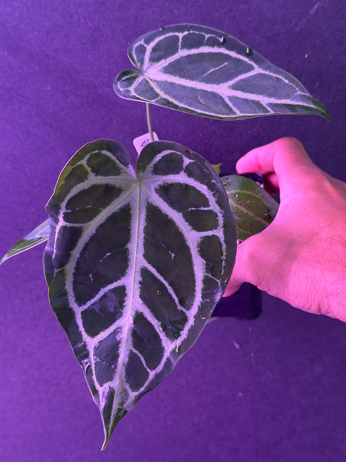 Anthurium FTG Crystal (S1) x SKG Silver