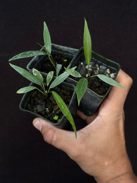Anthurium friedrichsthalii "Narrow Costa Rica"