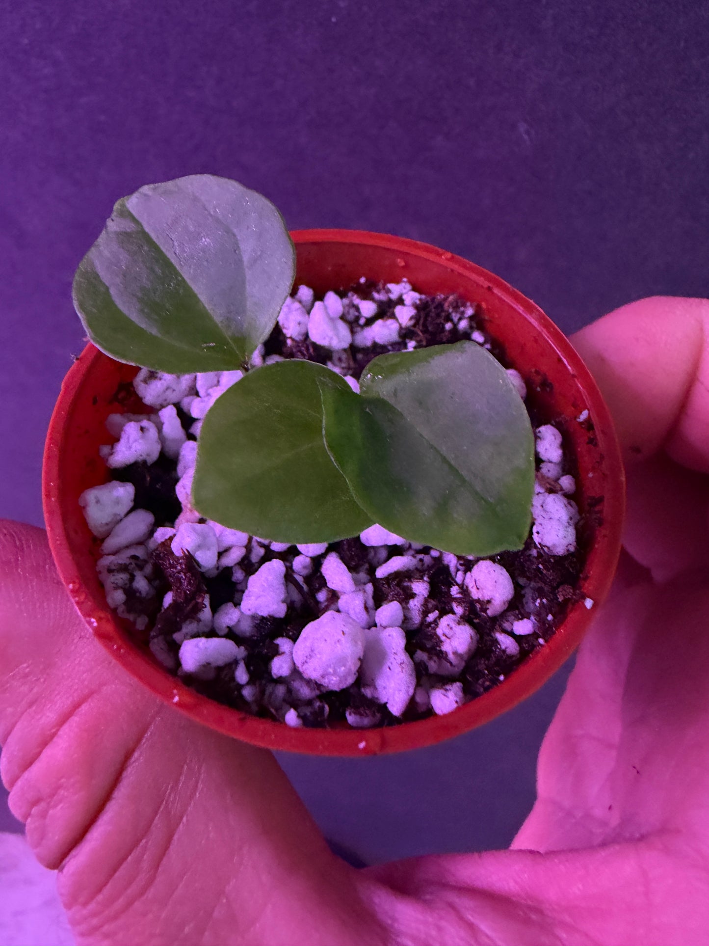 Anthurium (BVEP X Stripey Mag) x (Circus Peanuts x bess aff)
