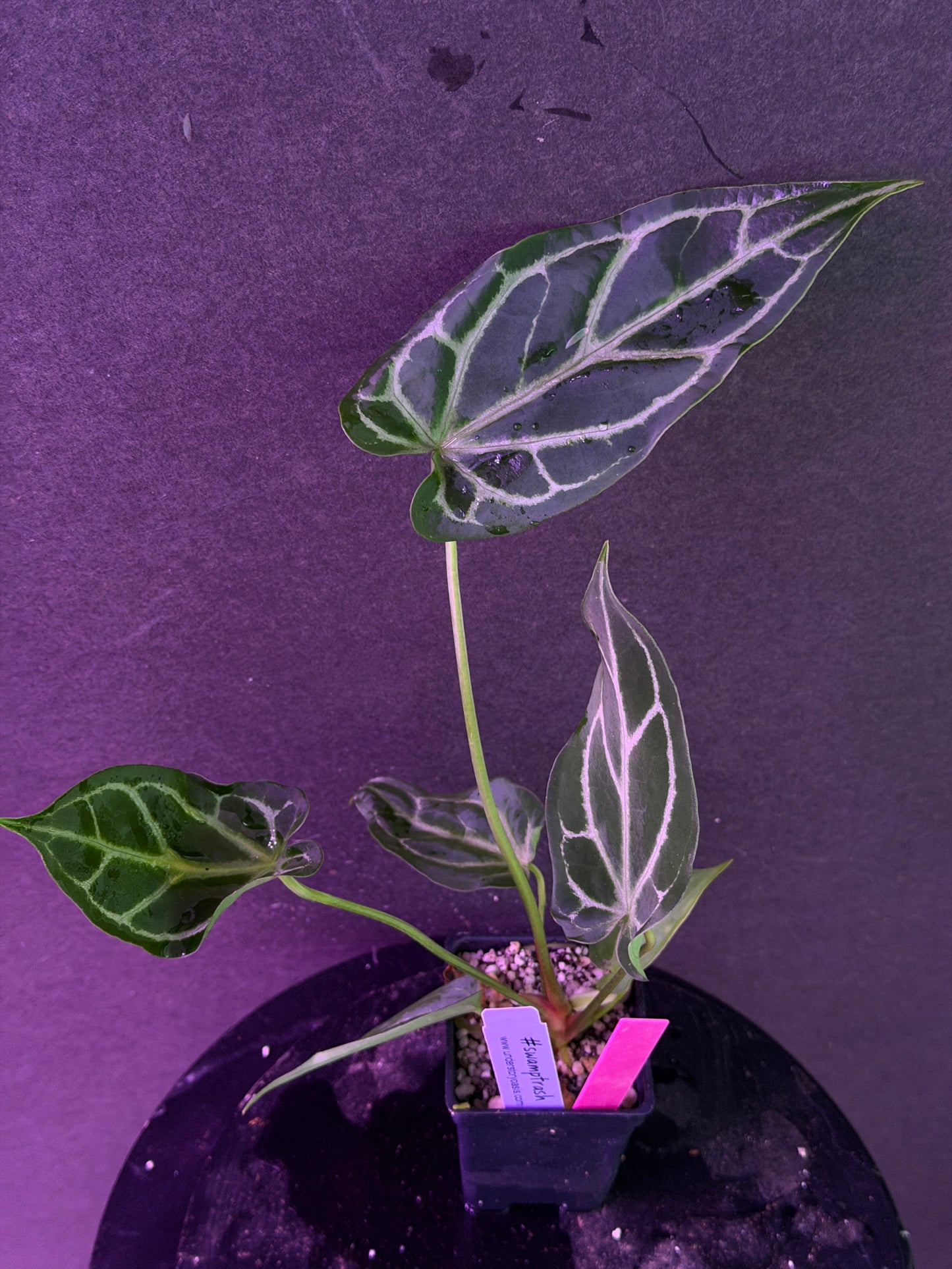 Anthurium FTG Crystal (S1) x (Stripey Mag x self)#2