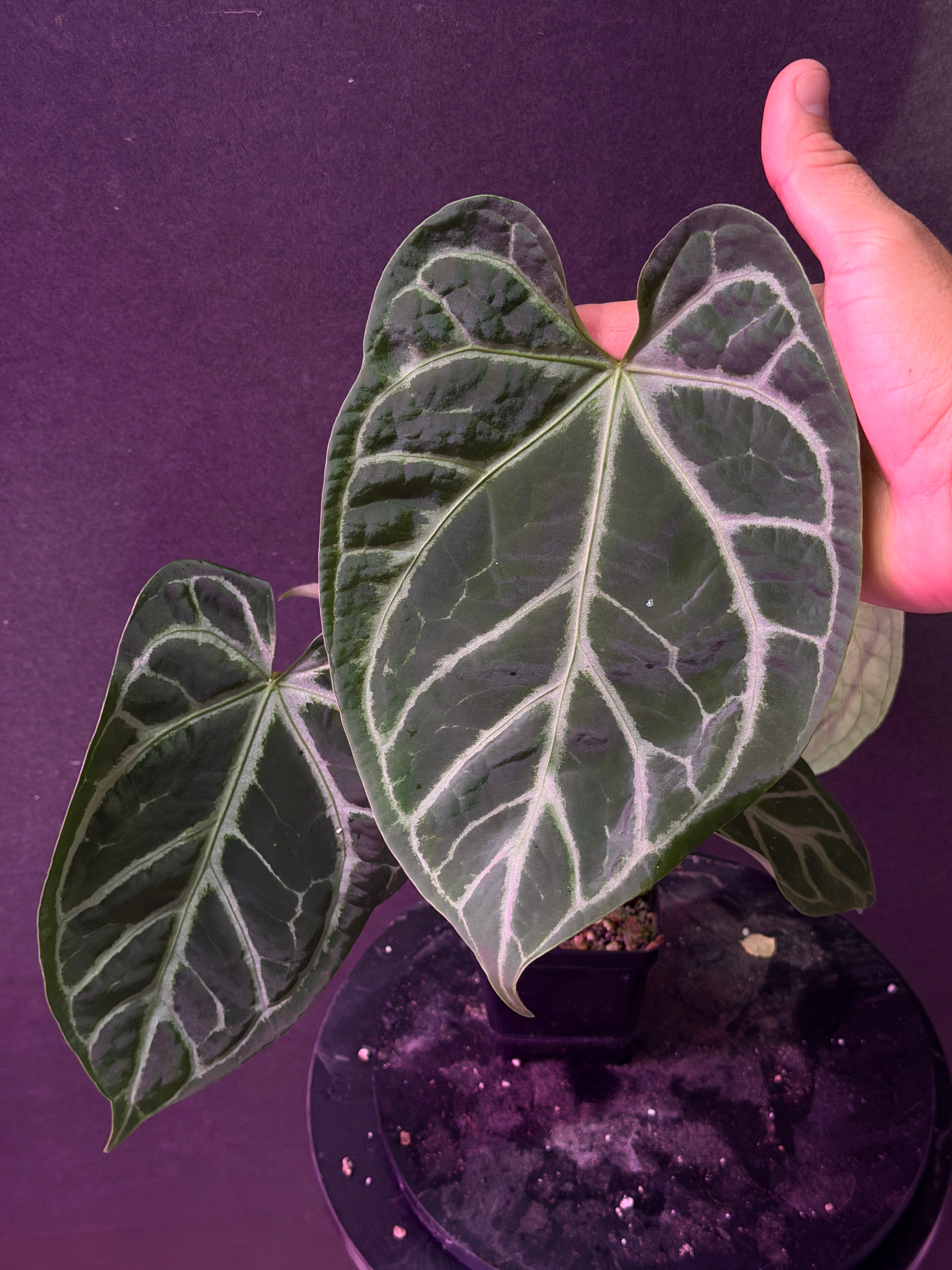 Anthurium FTG Crystal (S1) x SKG Silver – understoryoasis