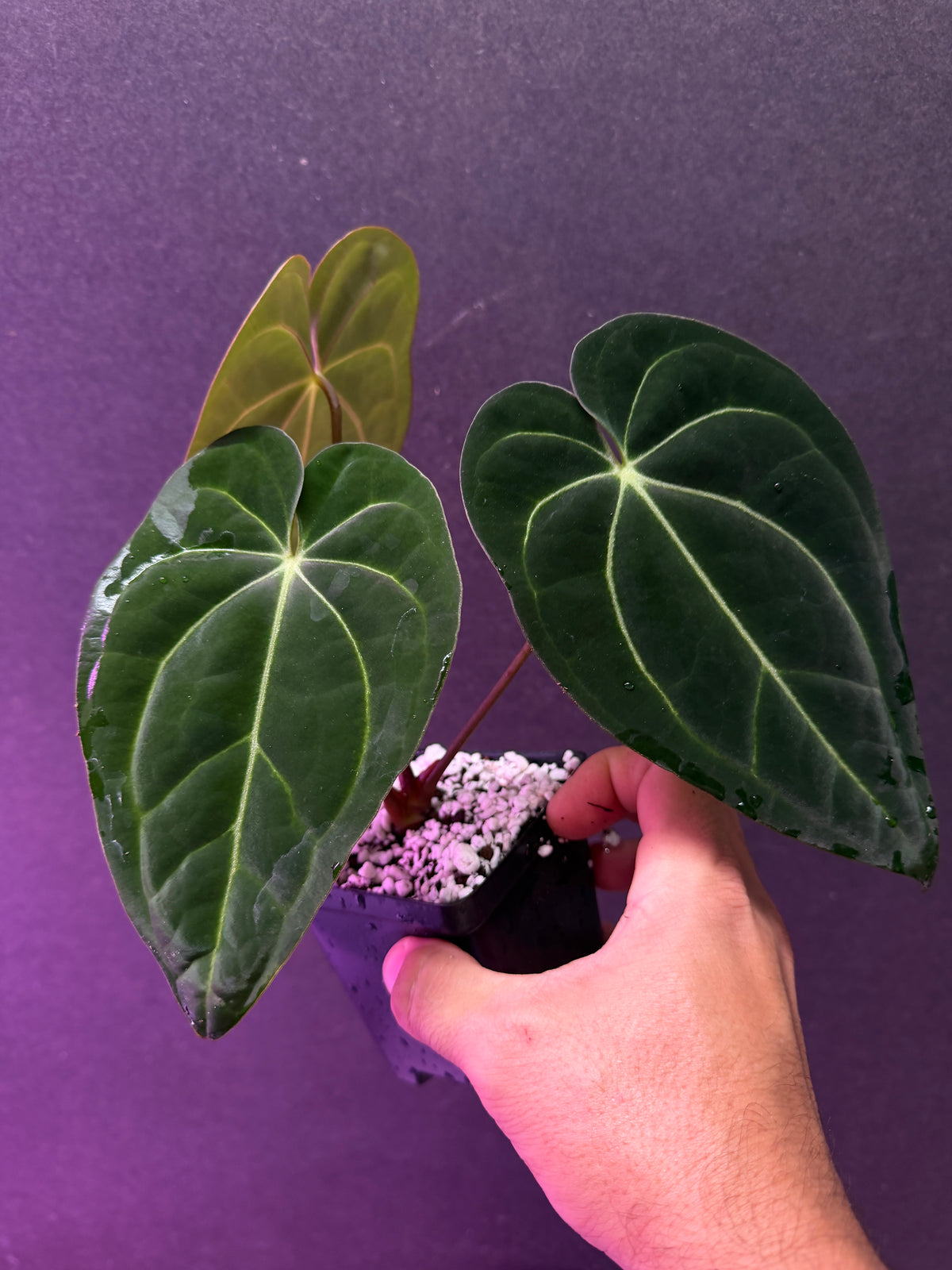 Anthurium ((carla. x pap.) x Enid's Bench)