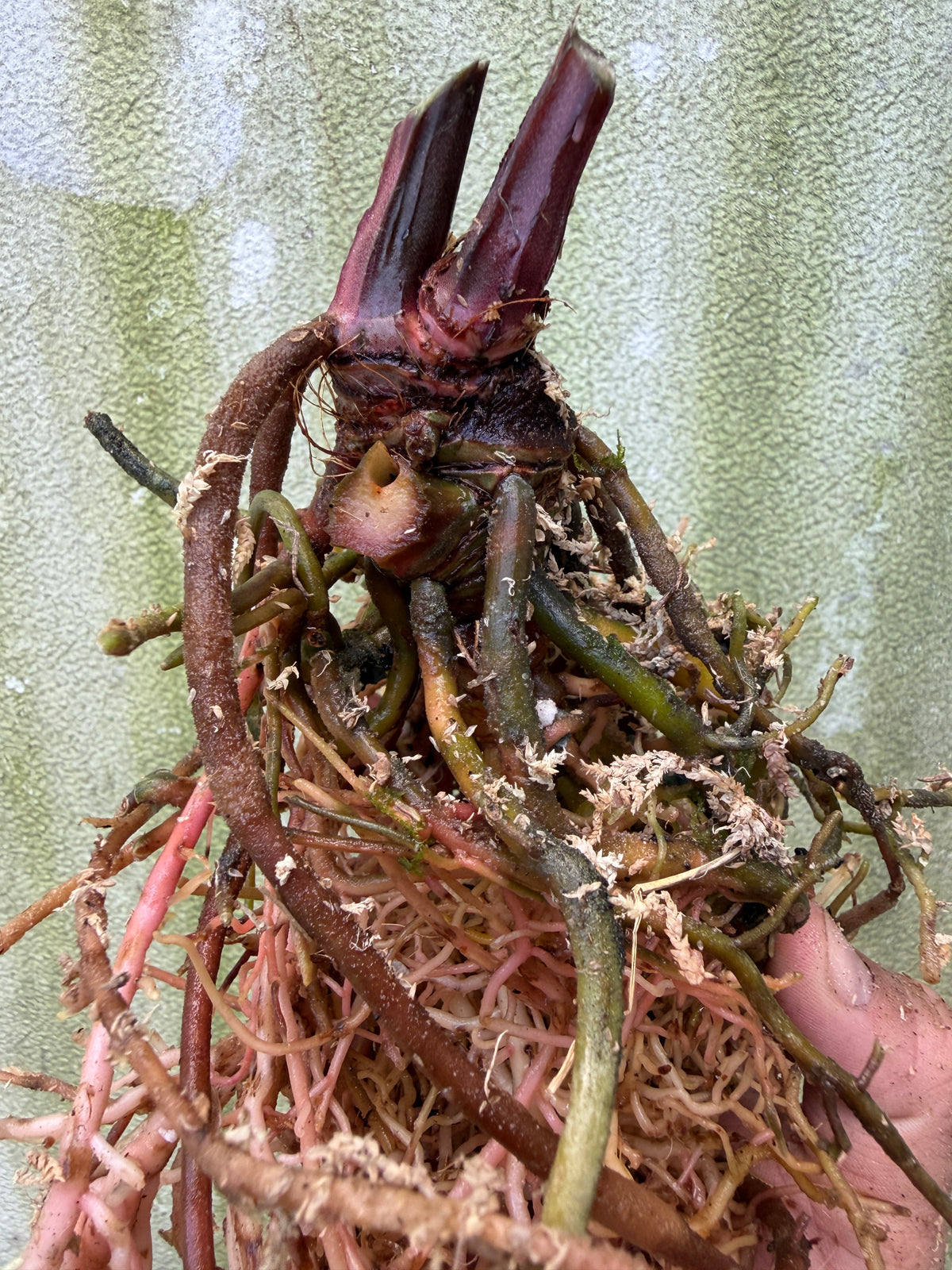 0017 Anth. Stripey Mag x (Stripey Mag x self) #2(Leafless Cataphyll)