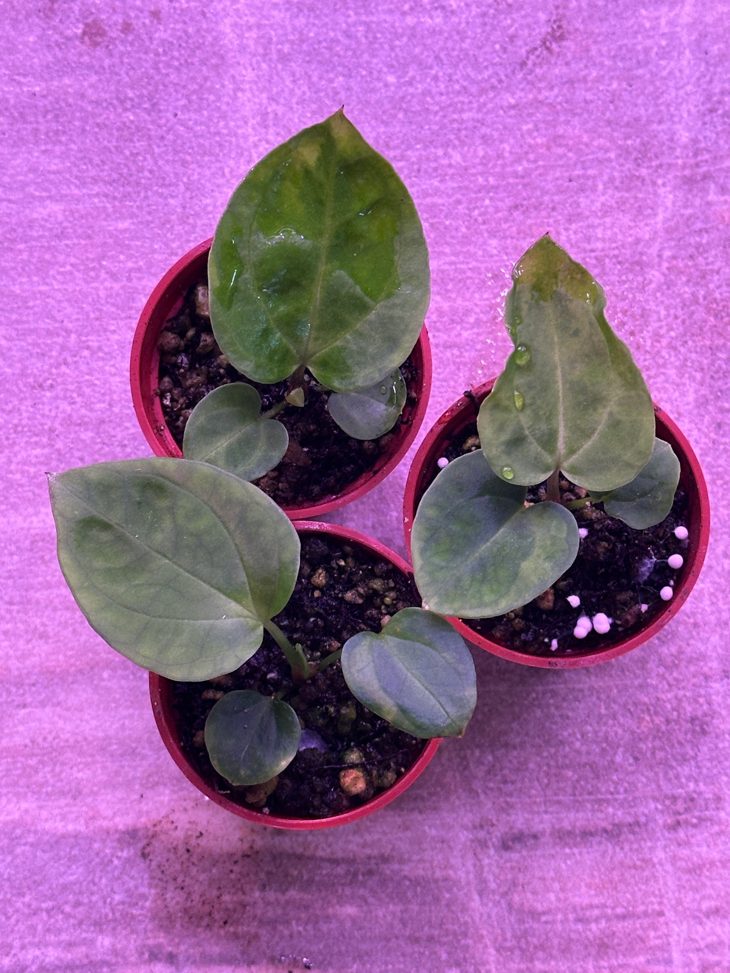 Anthurium carlablackiae "PM3" x (BVEP "Swamp Raisin" x debile)