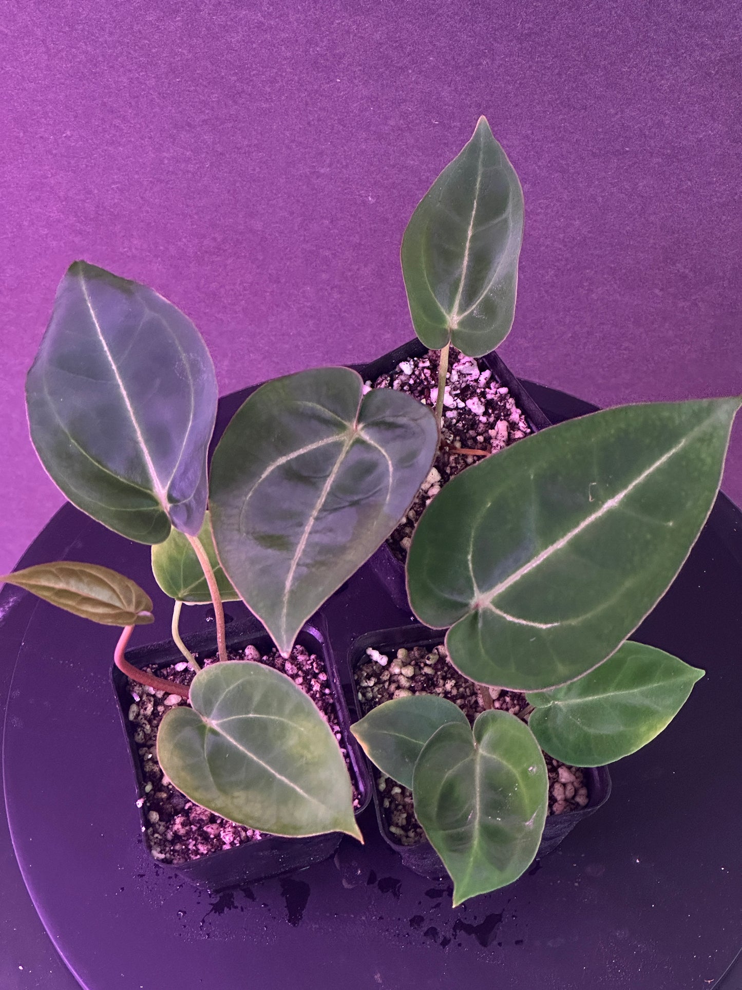 Anthurium (Stripey Mag x carla.) "Narrow" x (Black Widow x Michelle) "PM1"