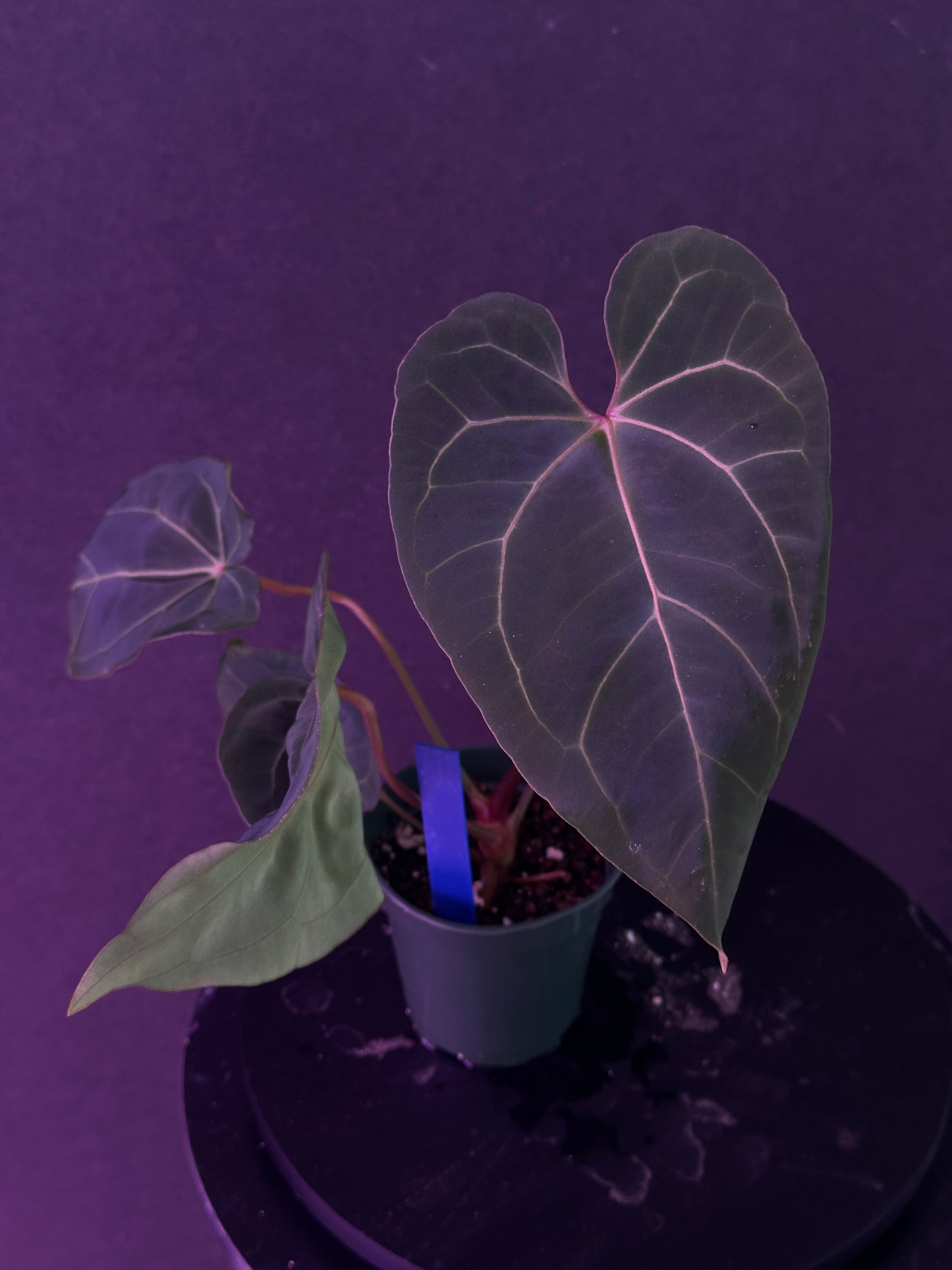 Anthurium (Stripey Mag x carla.) #4 x (Circus Peanuts x carla.) #2