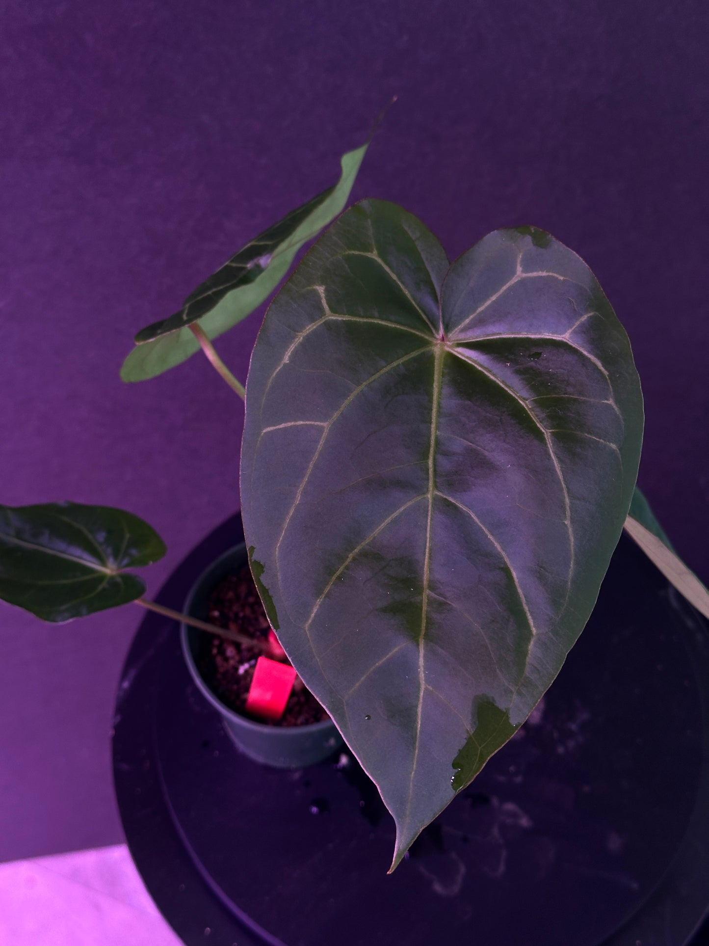 Anthurium (Stripey Mag x carla.) #4 x (Circus Peanuts x carla.) #2