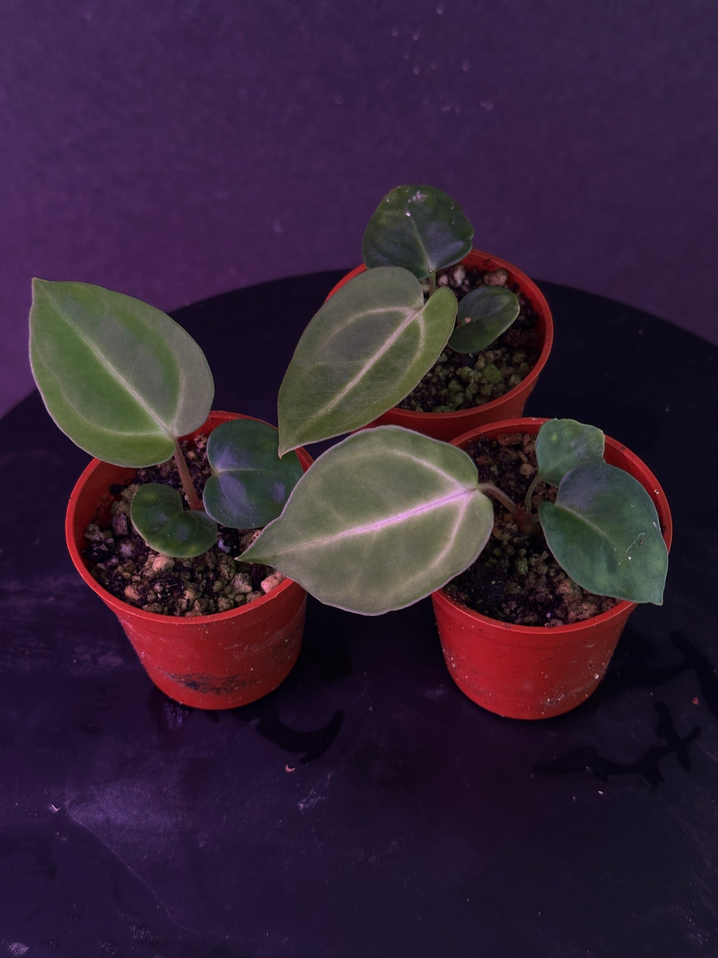 Anthurium carlablackiae 'PM2' x 'PM1'