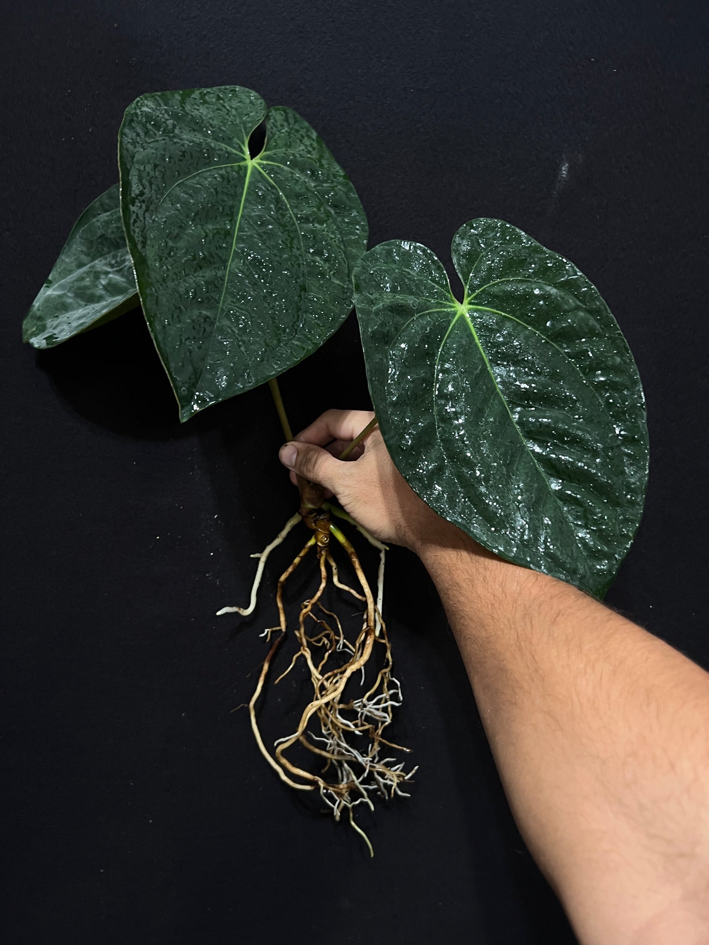 Anthurium papillilaminum "Shrek"
