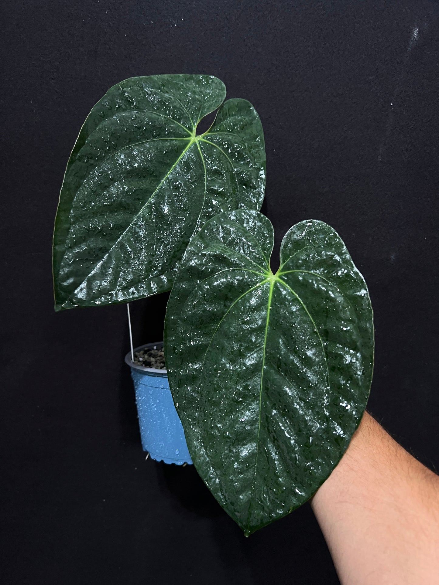 Anthurium papillilaminum "Shrek"