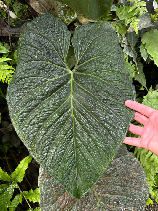 Anthurium carlablackiae 'Yard' x (besseae aff x splendidum)