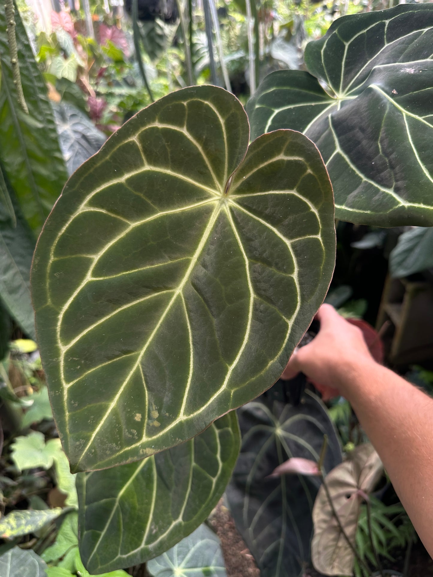 Anthurium carlablackiae 'Yard' x Enid's Bench (Leafless 1)