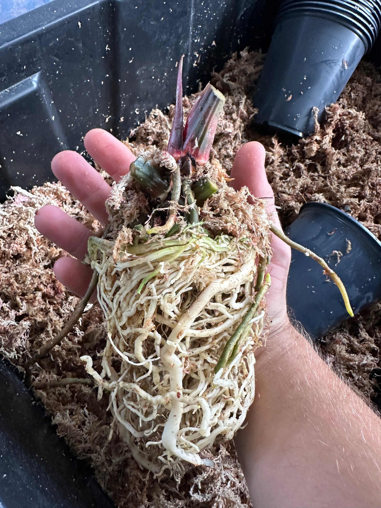 Anthurium (Stripey Mag x carla) x crystal "Chocolatee". (Leafless 3)