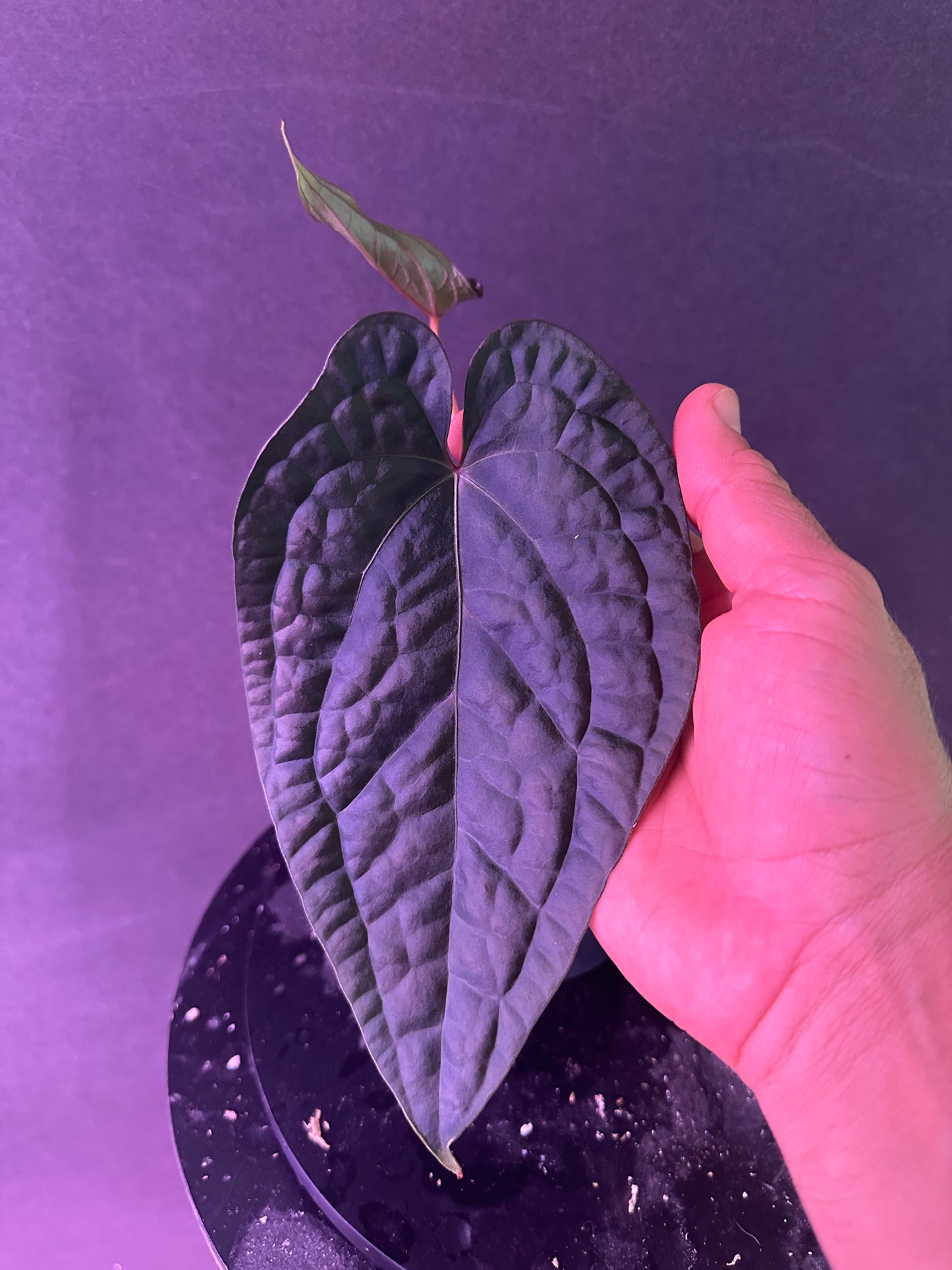 Anth. Ace of Spades x luxurians "IAS 2023 Best Anthurium"