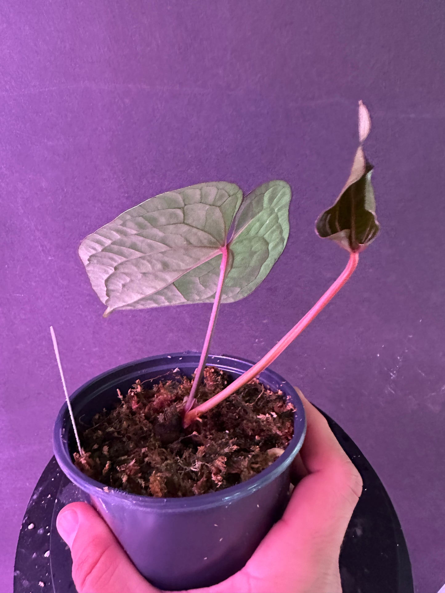 Anth. Ace of Spades x luxurians "IAS 2023 Best Anthurium"