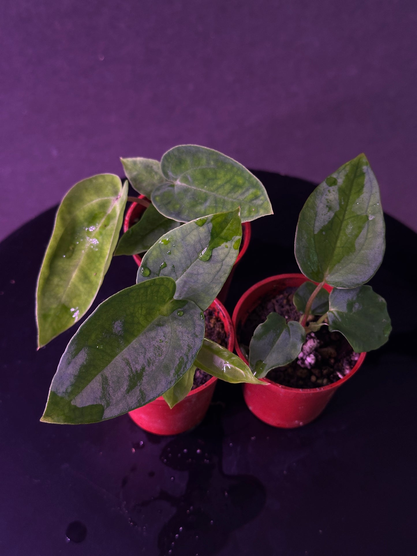 Anthurium "Swamp Stripes" x (Stripey Mag x carla)#1