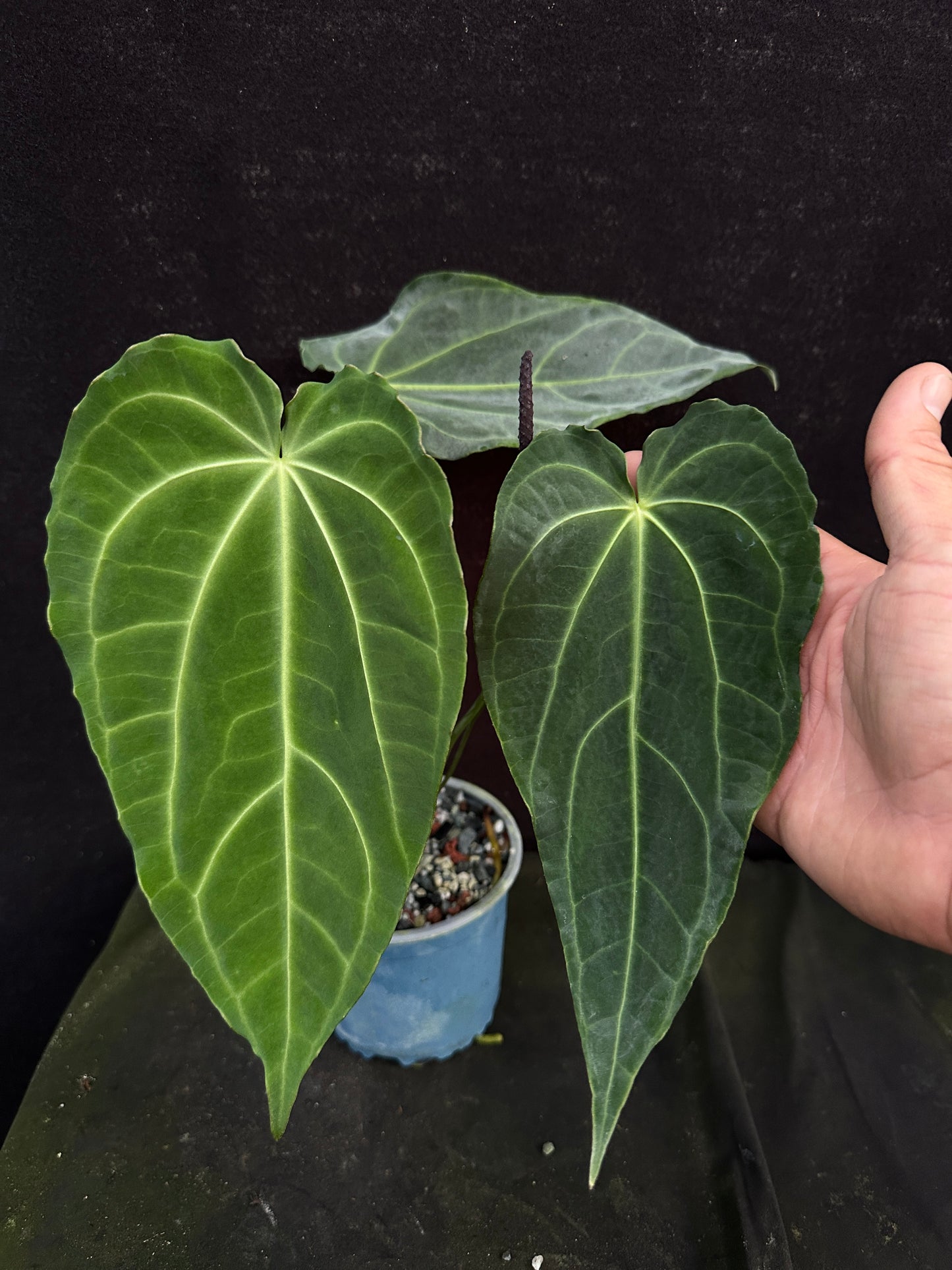 Anthurium besseae