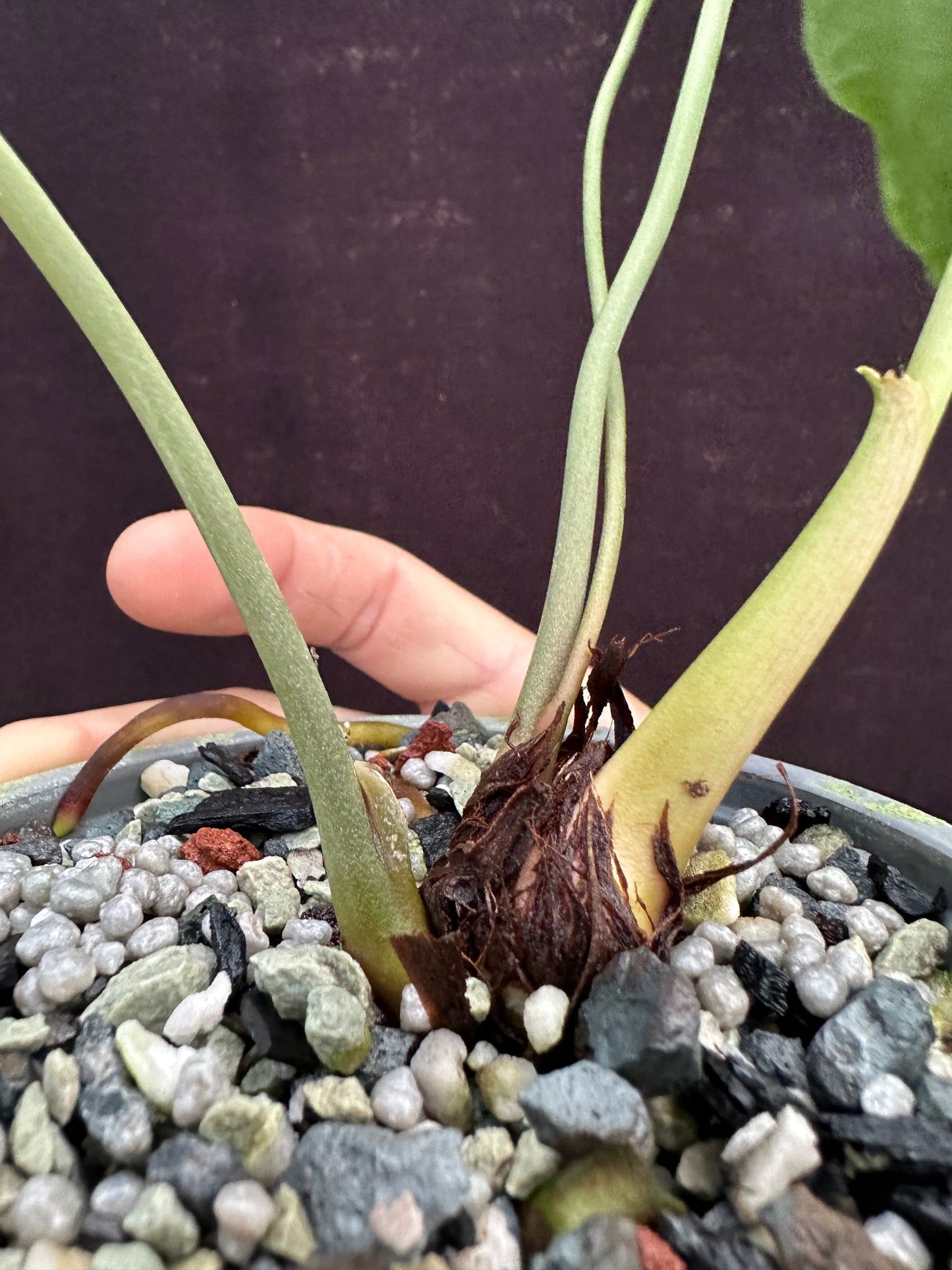 Anthurium besseae