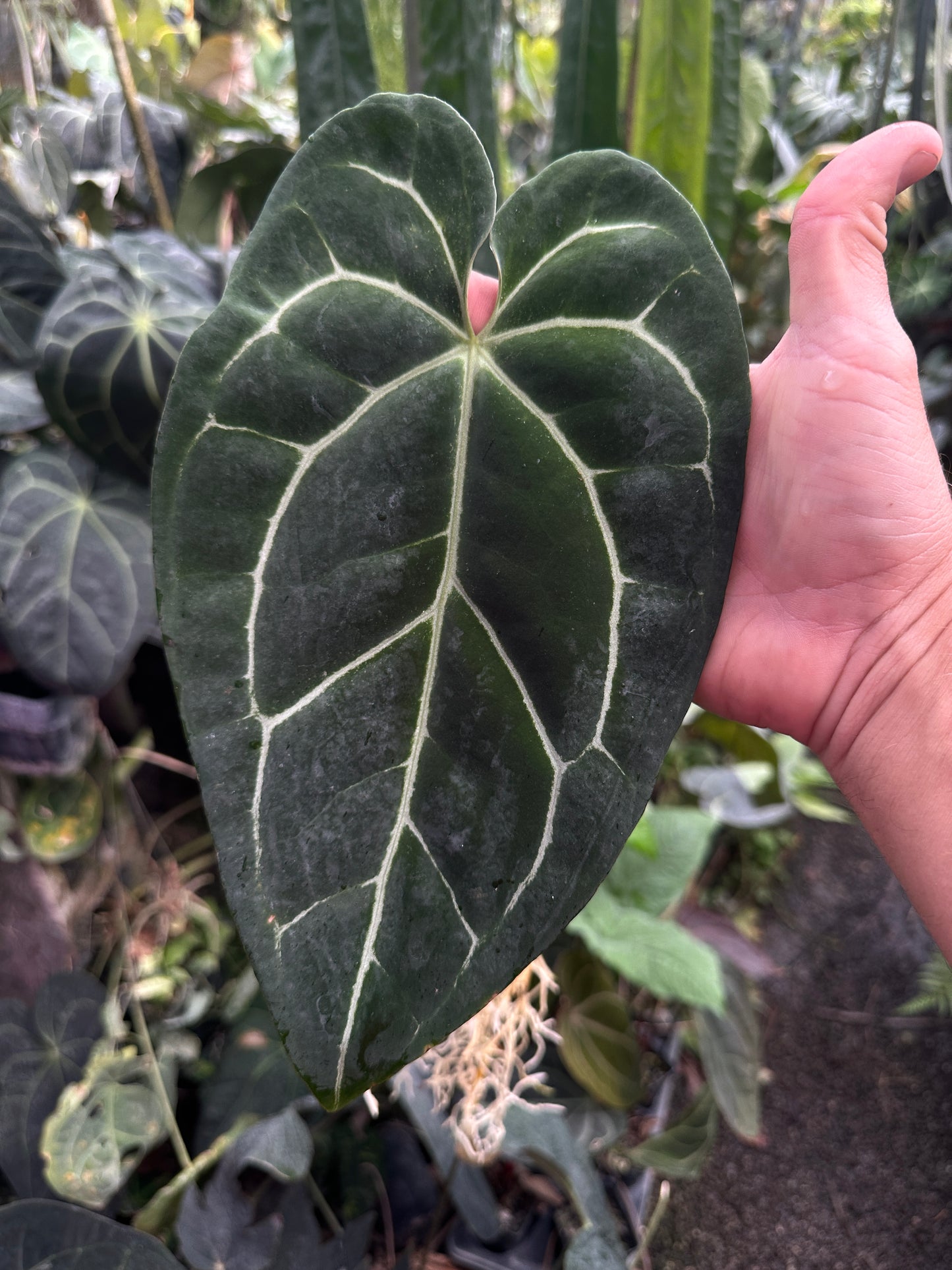 Anthurium (Stripey Mag x carla) x crystal "Chocolatee". (Leafless 2)
