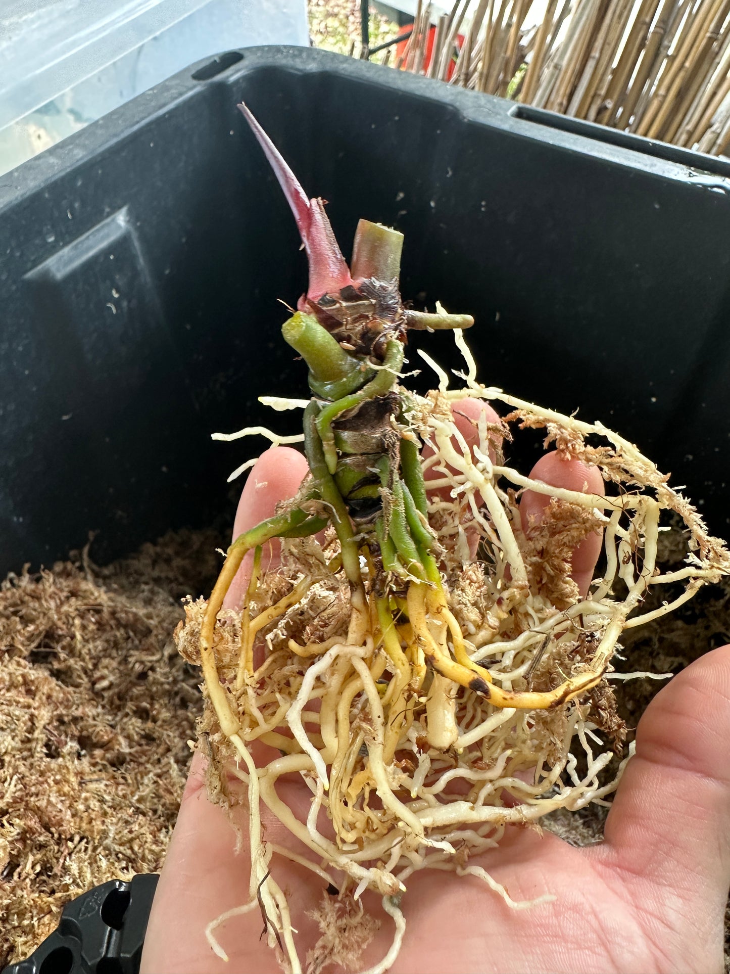 Anthurium (Stripey Mag x carla) x crystal "Chocolatee". (Leafless 2)