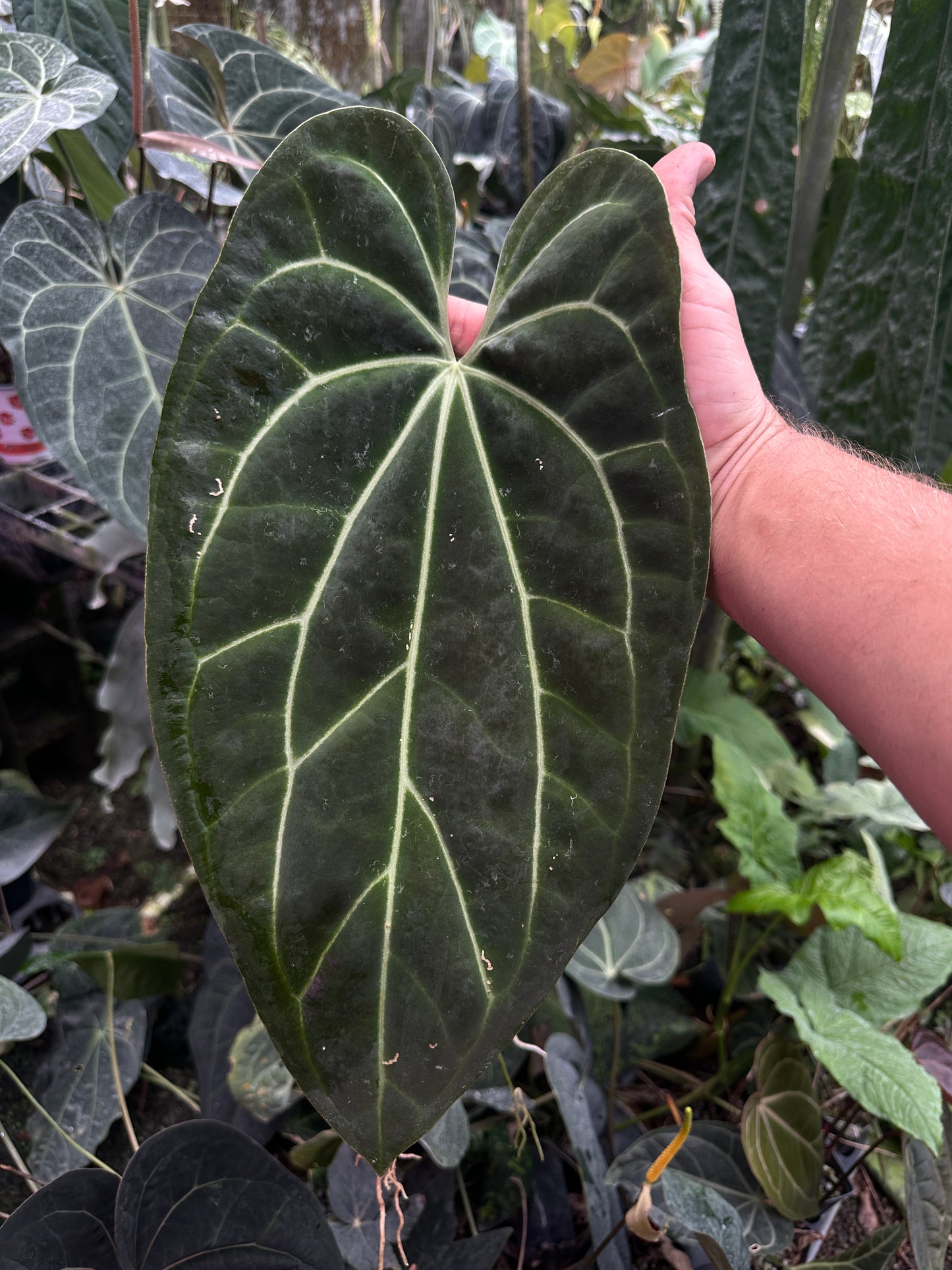 Anthurium besseae af 'Narrow" x Stripey Mag