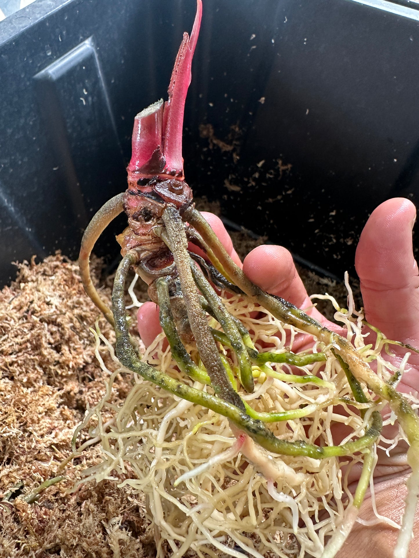 Anthurium besseae af 'Narrow" x Stripey Mag