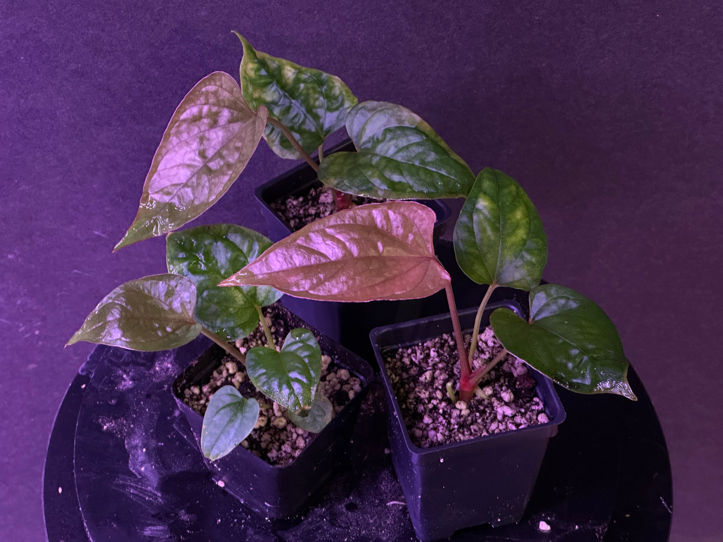 Anthurium debile Bahia Malaga