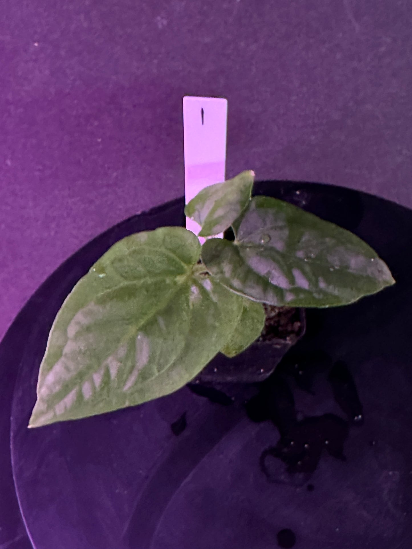 Anthurium kunayalense 'PM7' x kuna. 'Yard'