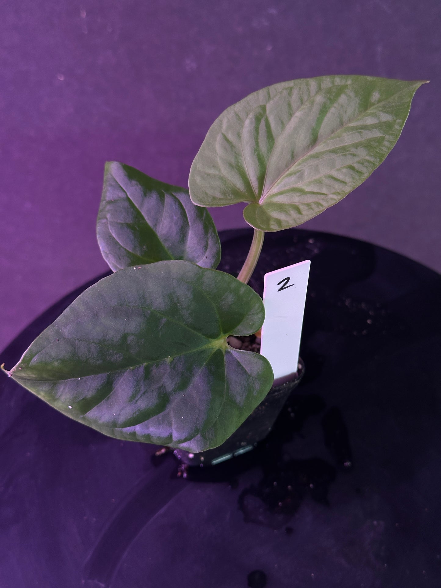 Anthurium kunayalense 'PM7' x kuna. 'Yard'
