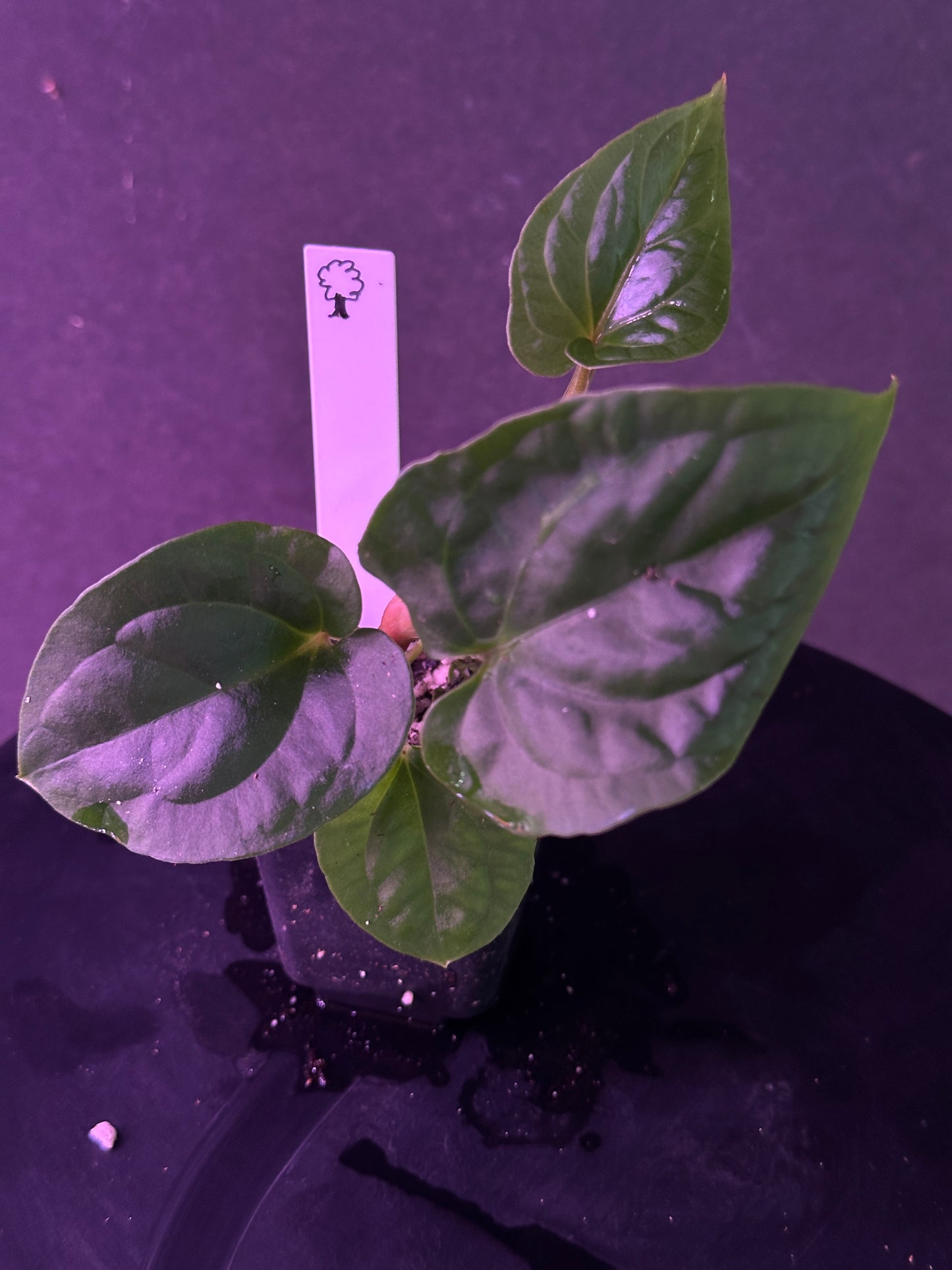 Anthurium kunayalense 'PM7' x kuna. 'Yard'
