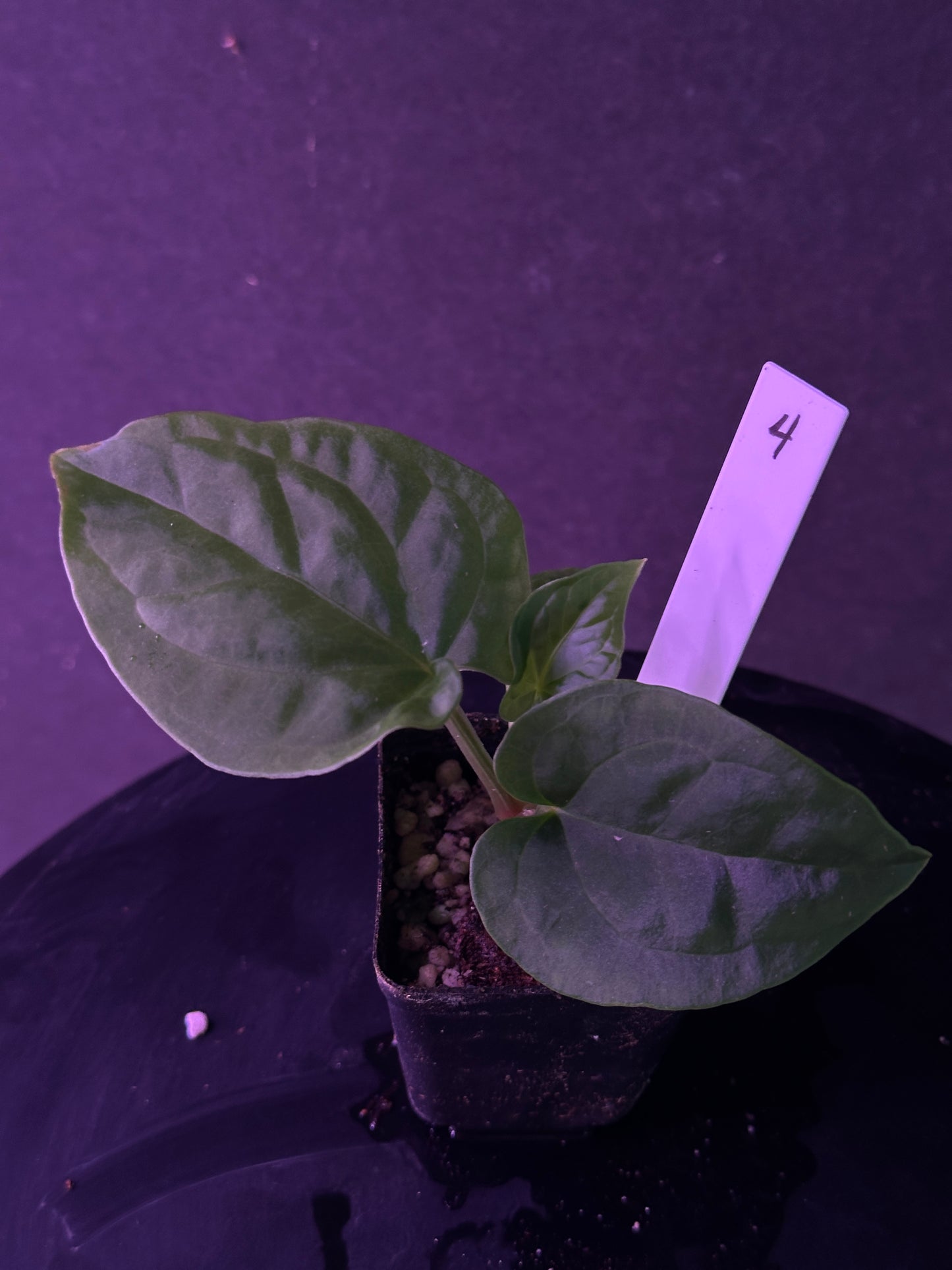 Anthurium kunayalense 'PM7' x kuna. 'Yard'