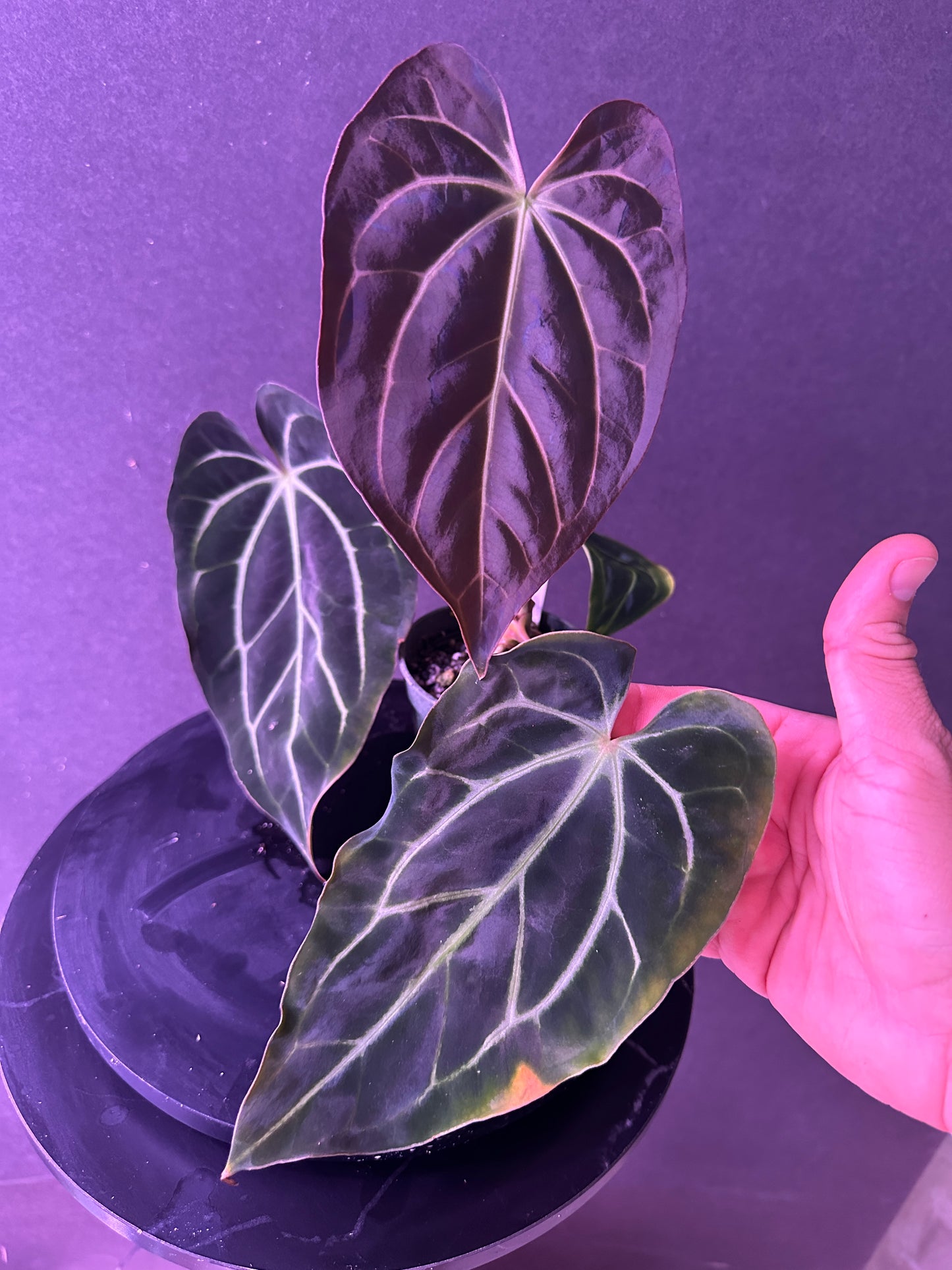 Anthurium besseae af 'Narrow' x carlablackiae 'H'