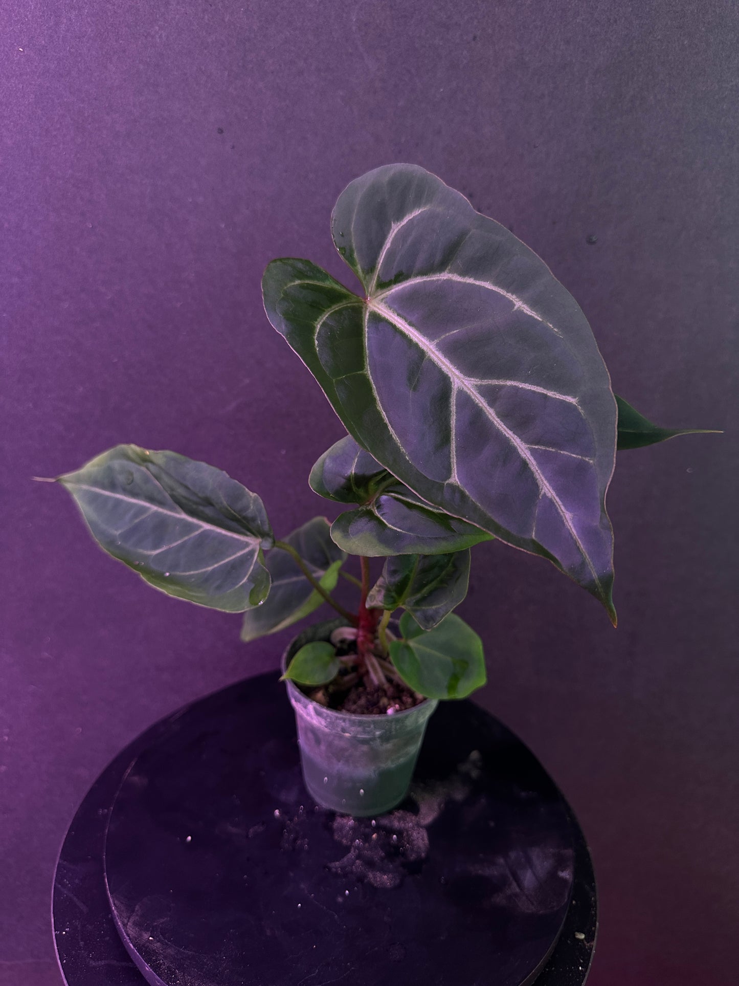 Anthurium (magnificum x carlablackiae) x (Enid’s Bench x besseae af)