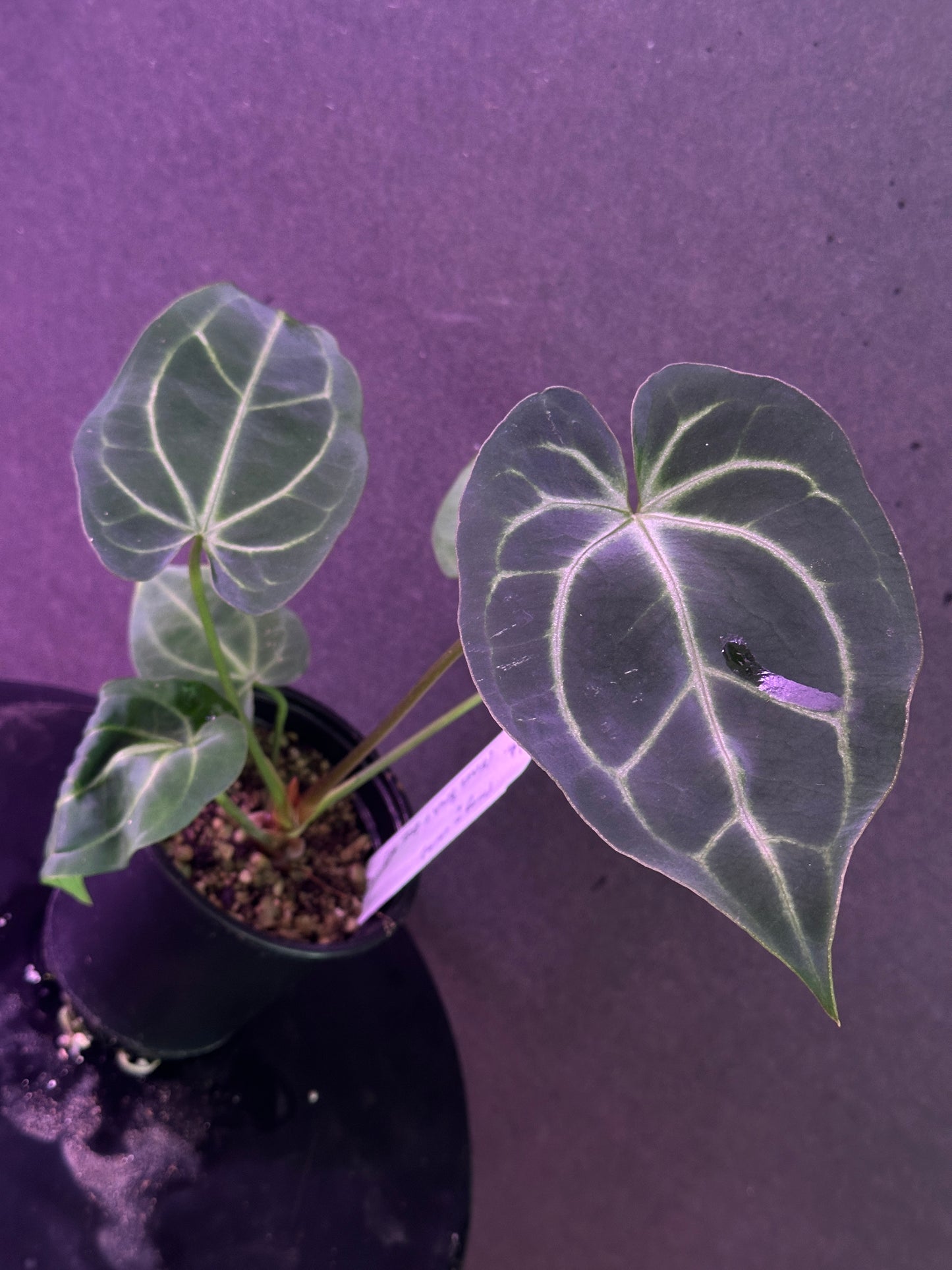 Anthurium (magnificum x carlablackiae) x (Enid’s Bench x besseae af)