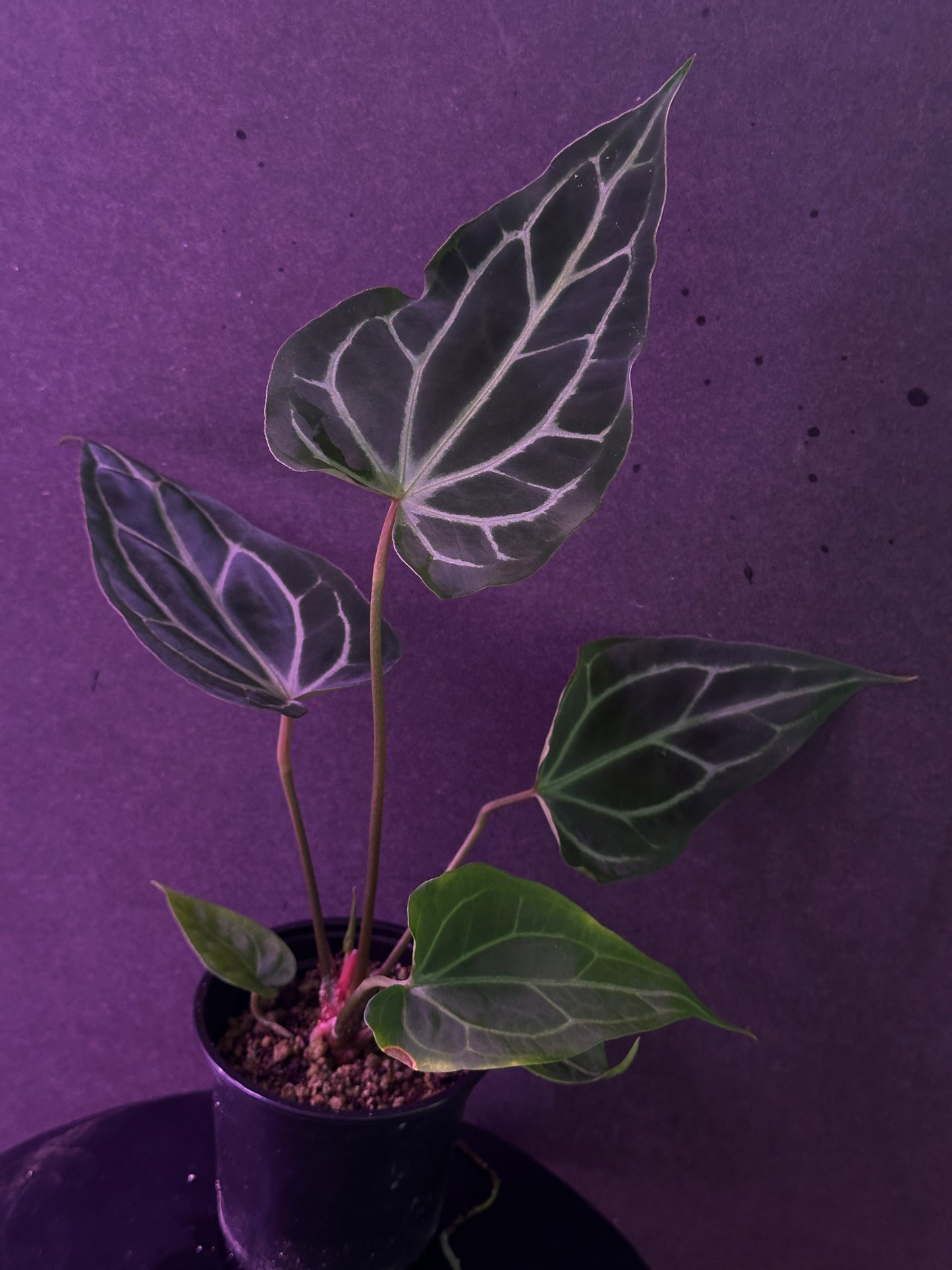 Anthurium (magnificum x carlablackiae) x (Enid’s Bench x besseae af)