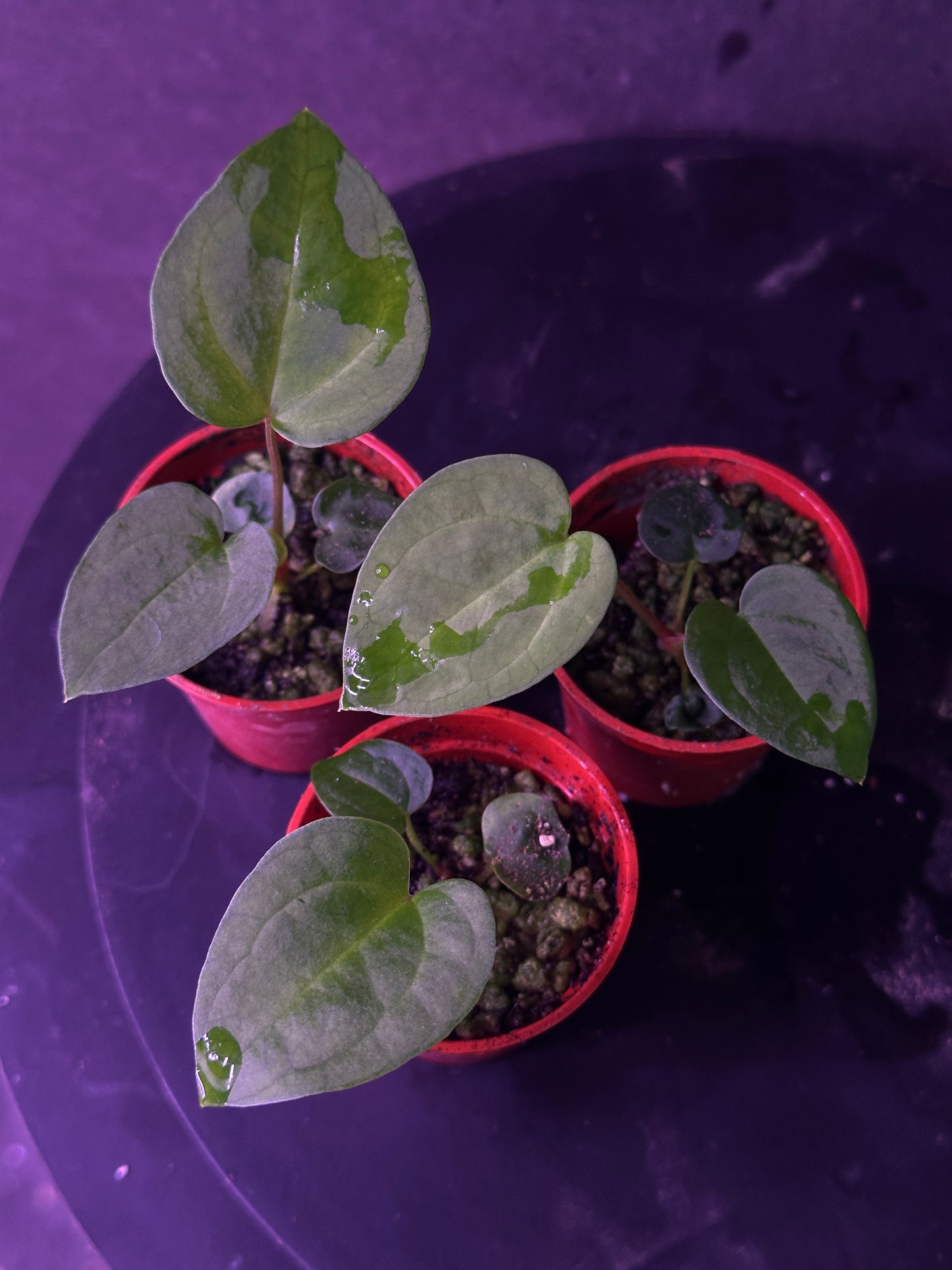 Anthurium (Ace x (Stripey Mag x carla)) #9 x self