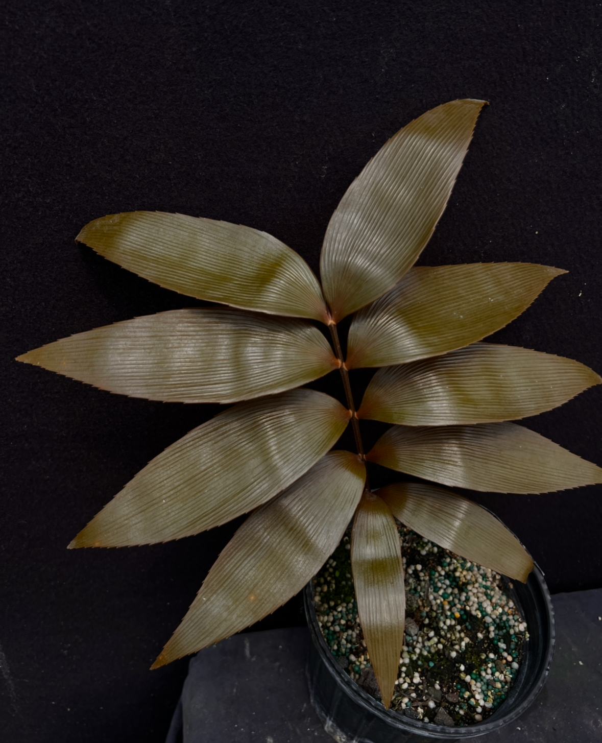 Zamia purpurea