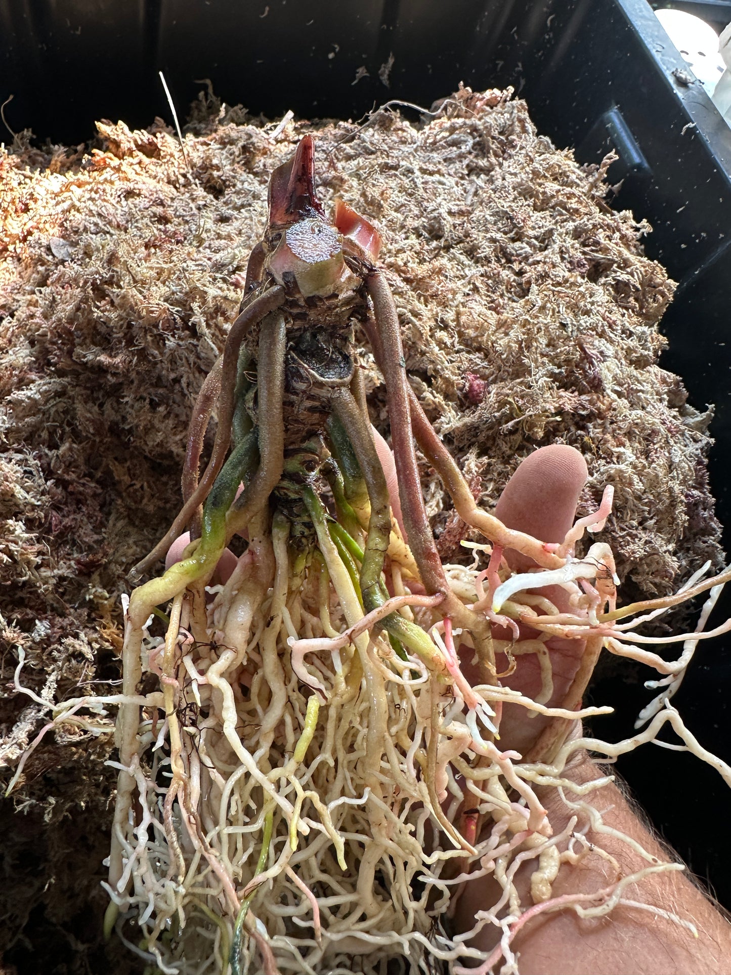 Anthurium carlablackiae 'Yard' x Enid's Bench (Leafless 5)