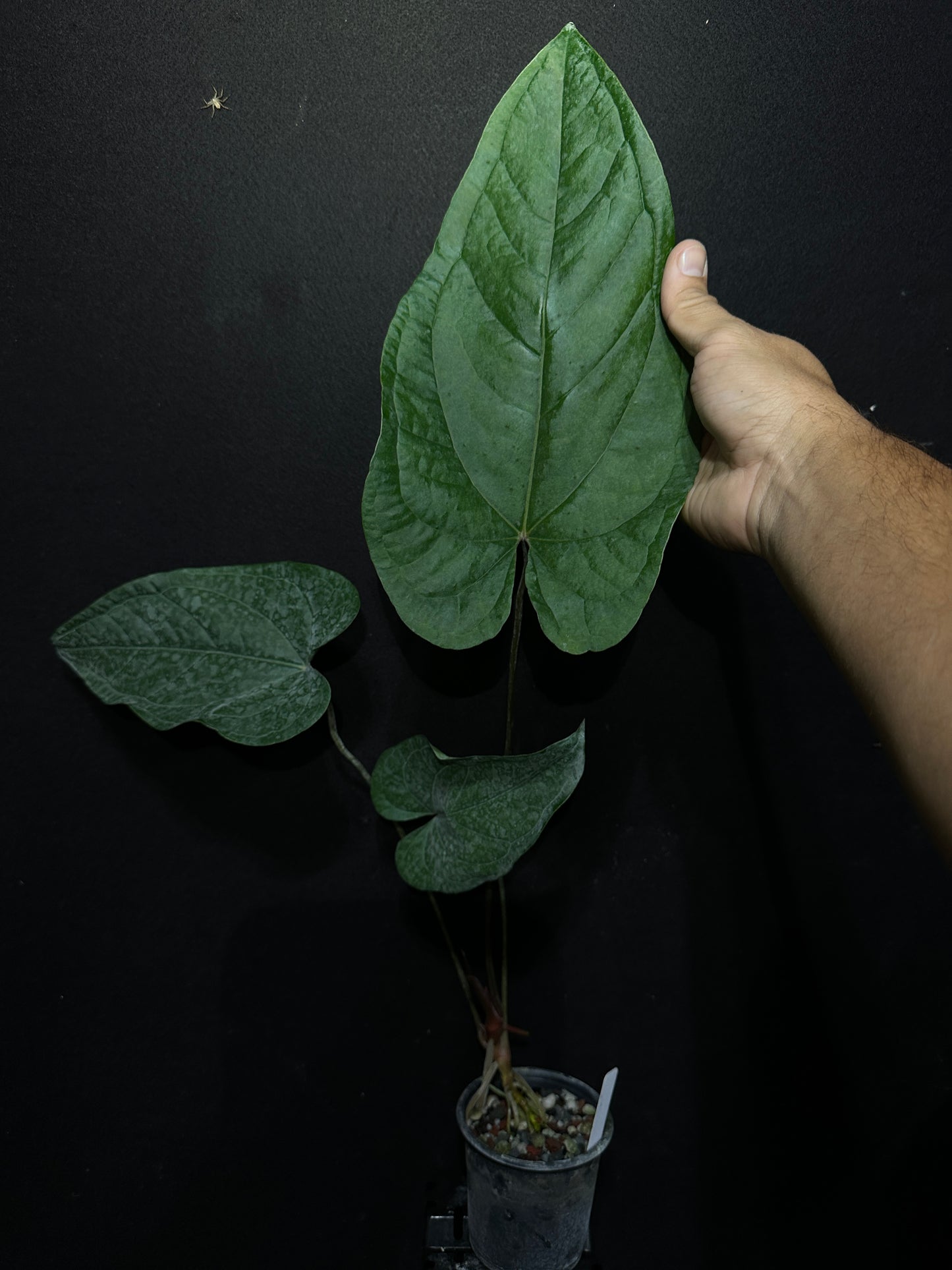 Anthurium Swam-P-Nuts