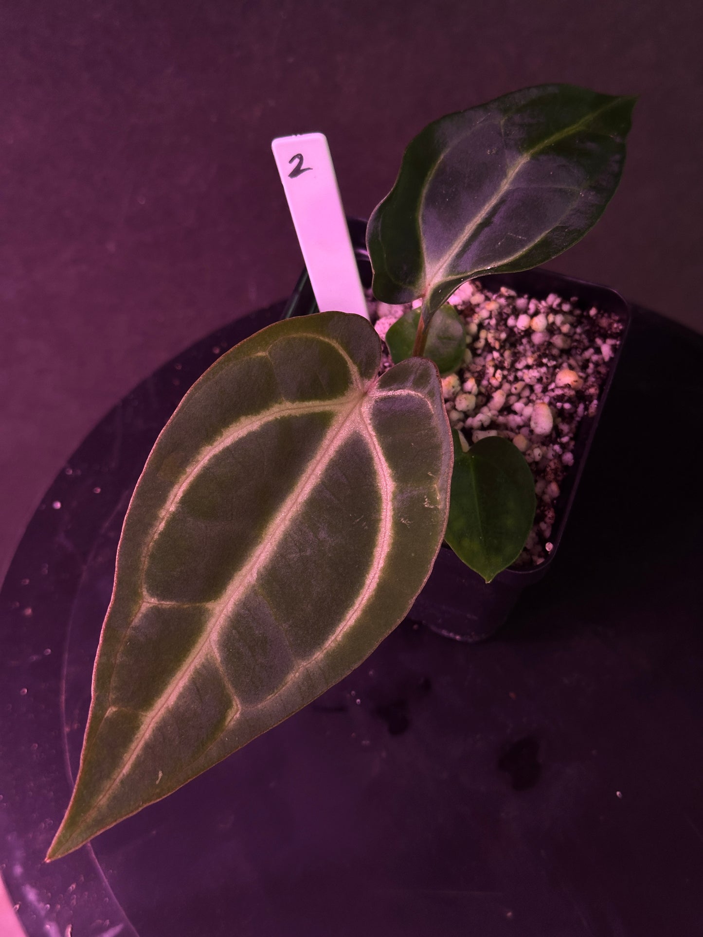 Anthurium carlablackiae 'PM2' x 'PM1'