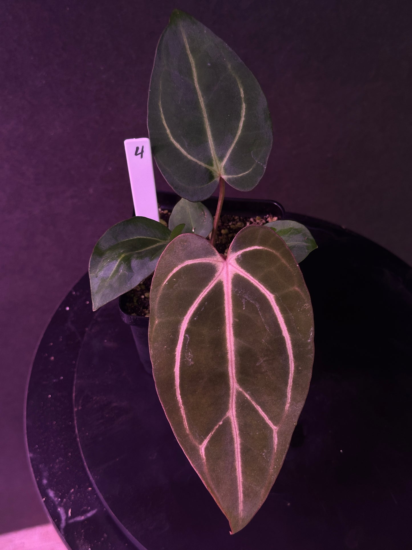 Anthurium carlablackiae 'PM2' x 'PM1'