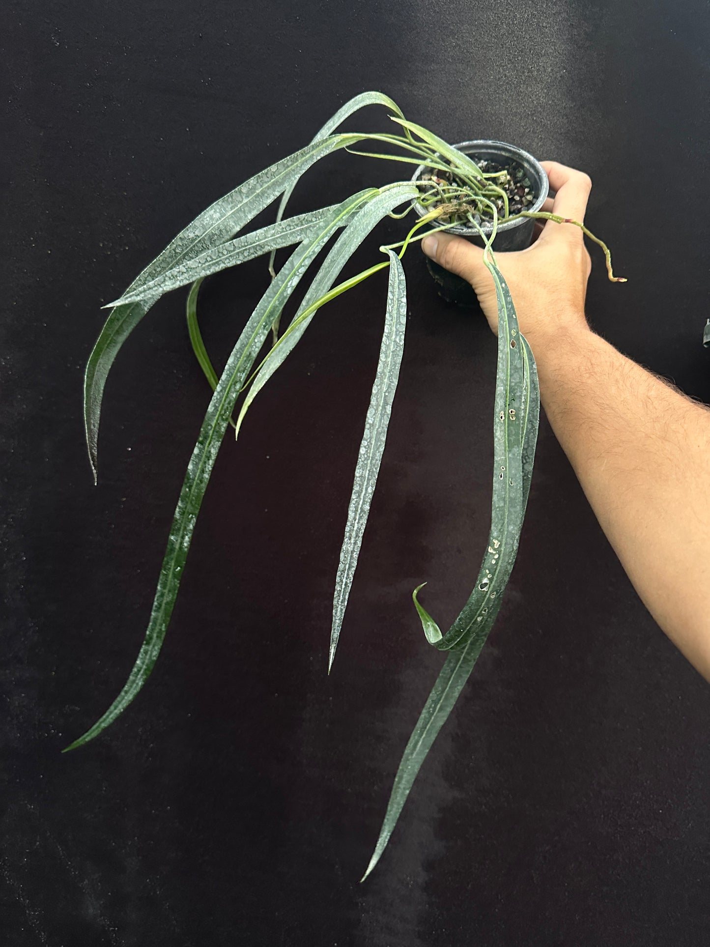 Anthurium friedrichsthalii "Narrow Costa Rica"