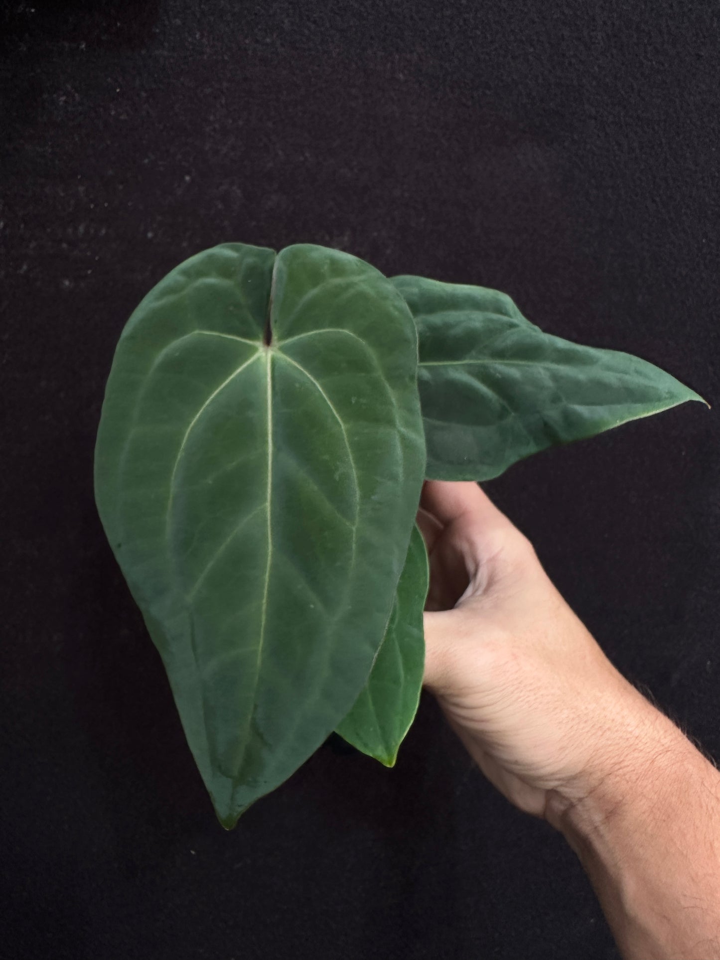 Anthurium kunayalense 'PM3' x (Stripey Mag x carla) #1