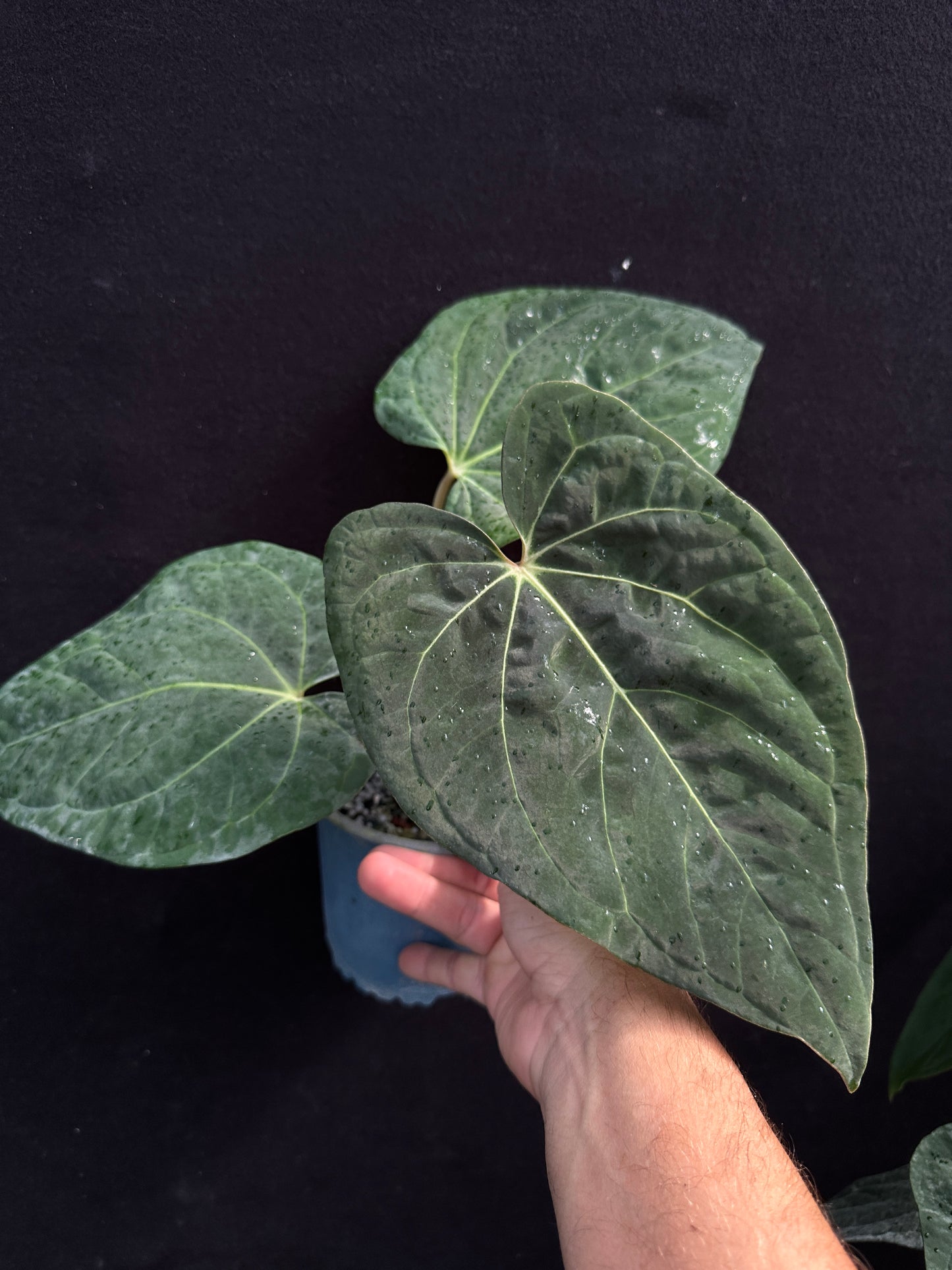 Anthurium carlablackiae x kunayalense