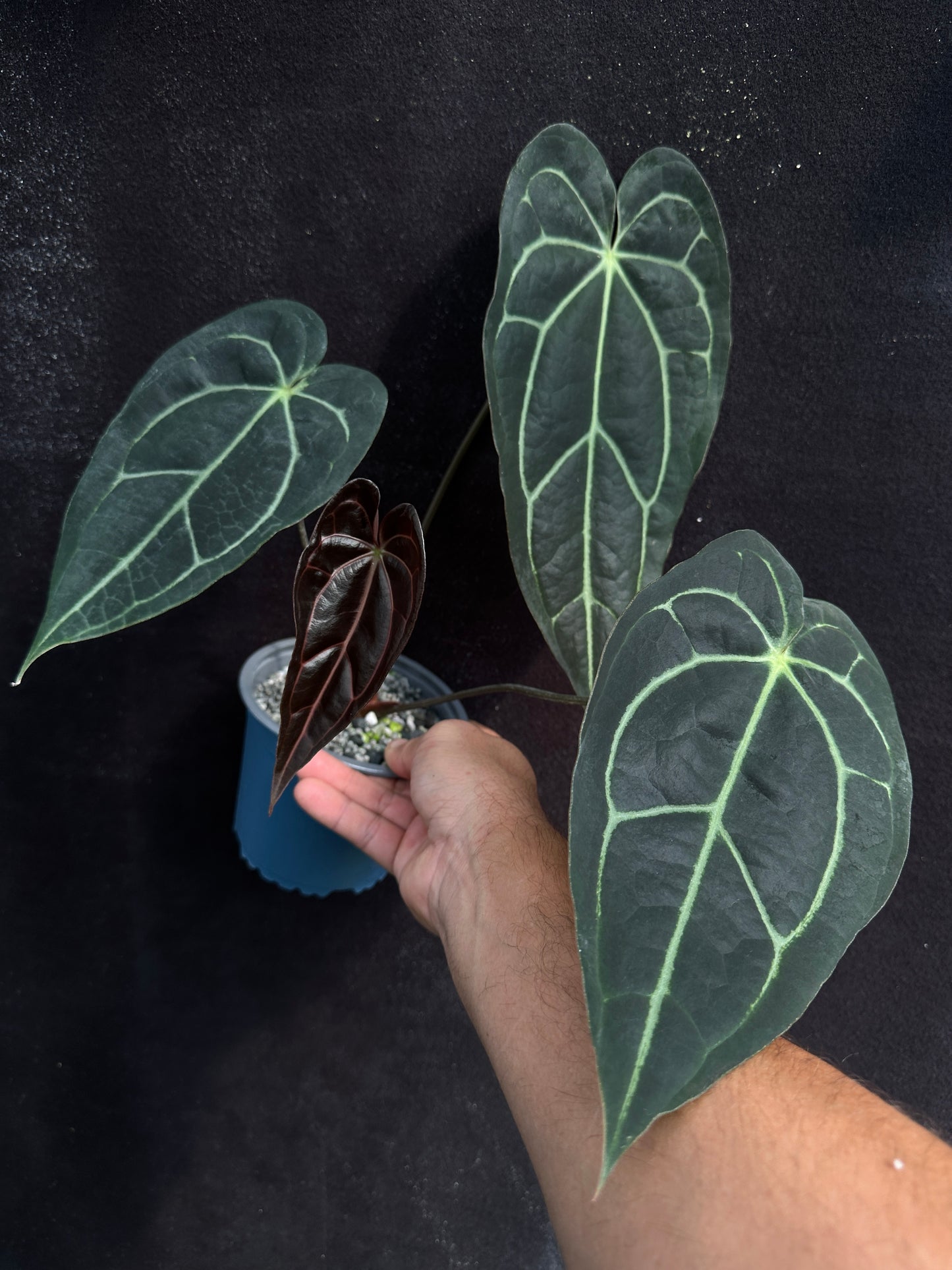 Anthurium (Stripey Mag x carla) Clone 1