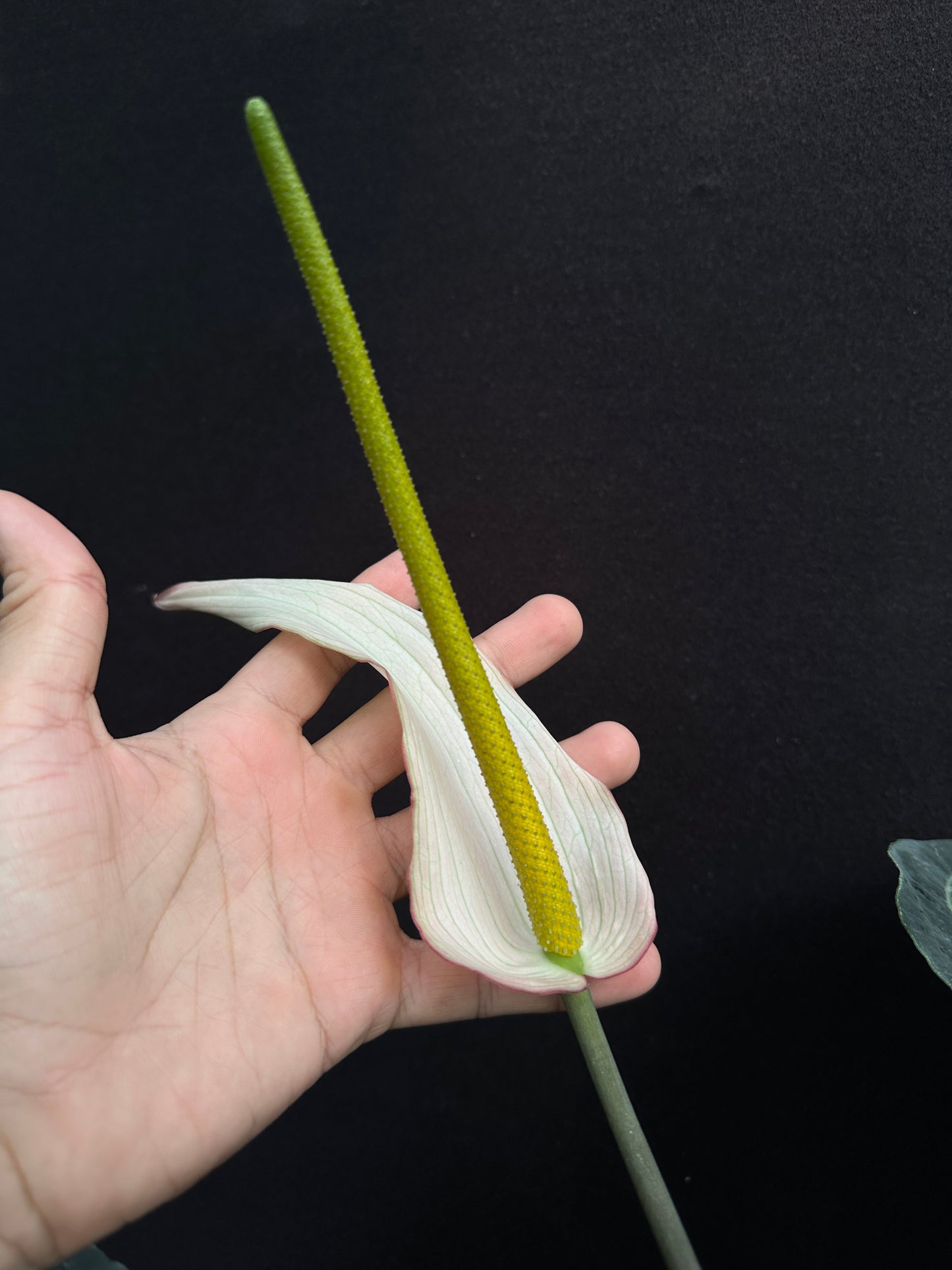 Anthurium (Stripey Mag x carla) Clone 1