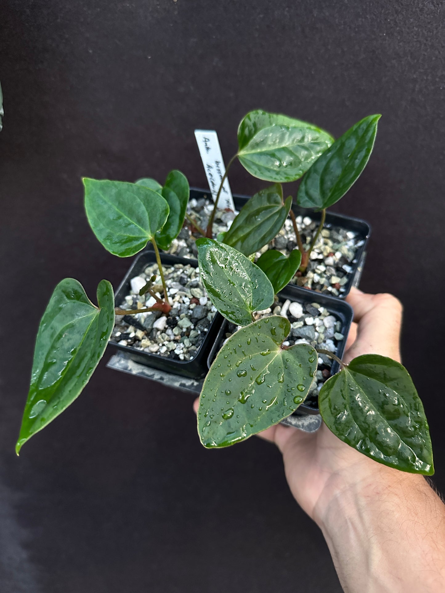 Anthurium besseae af "Narrow" x Ace of Spades (dark)