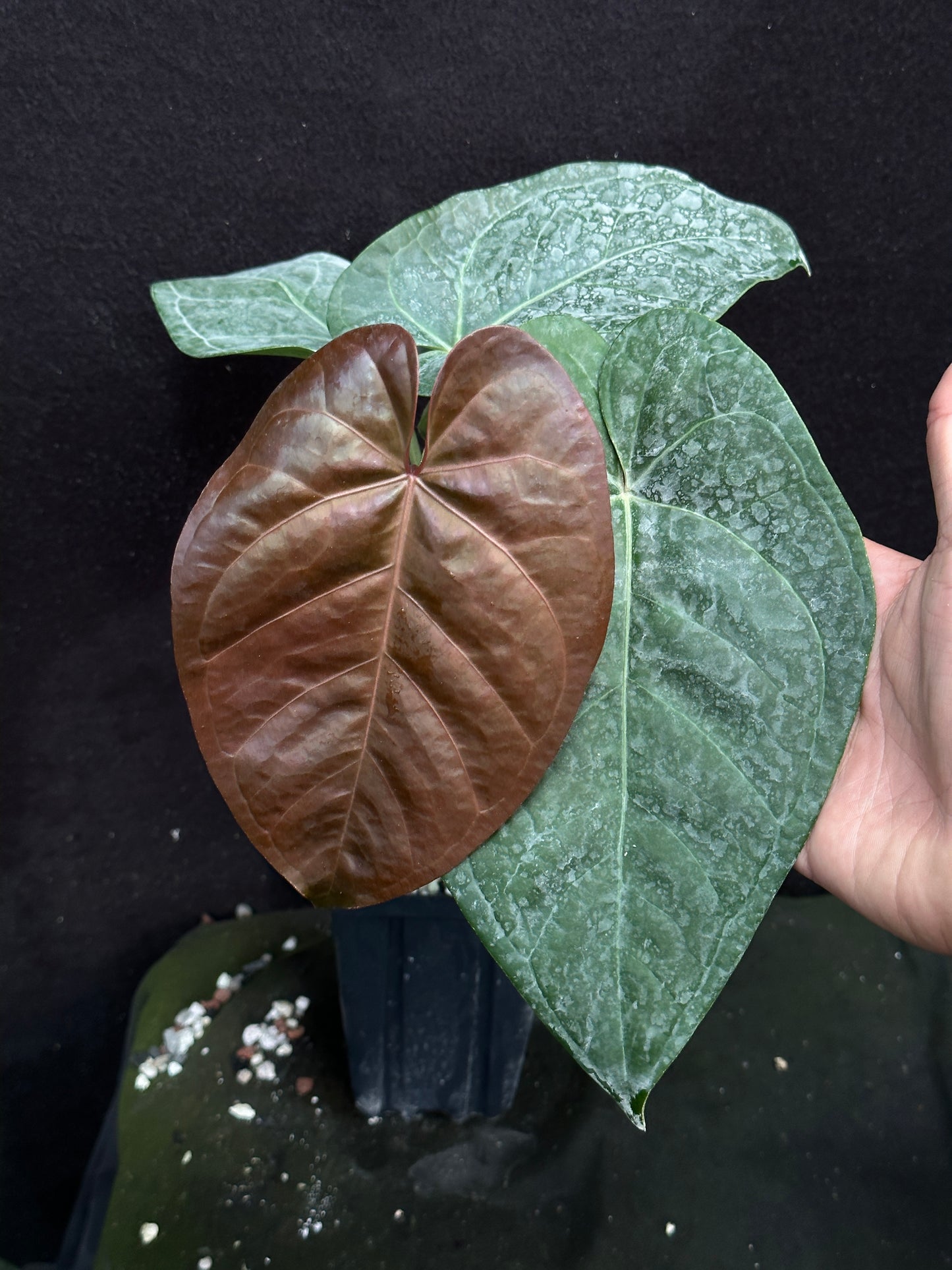 Anthurium Red Crystal x cerrocampanense