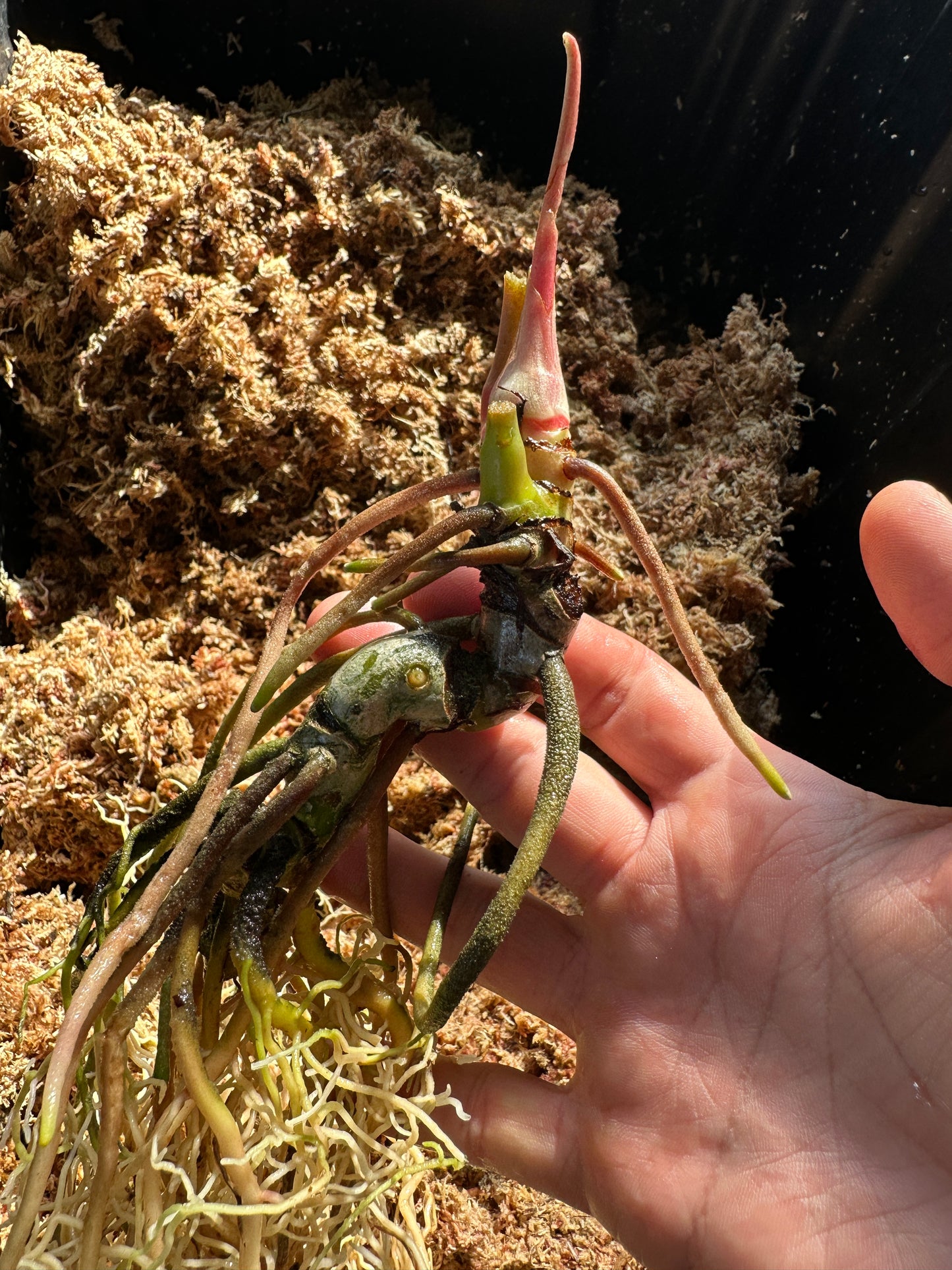 Anthurium regale x pap. "Narrow"(Leafless)